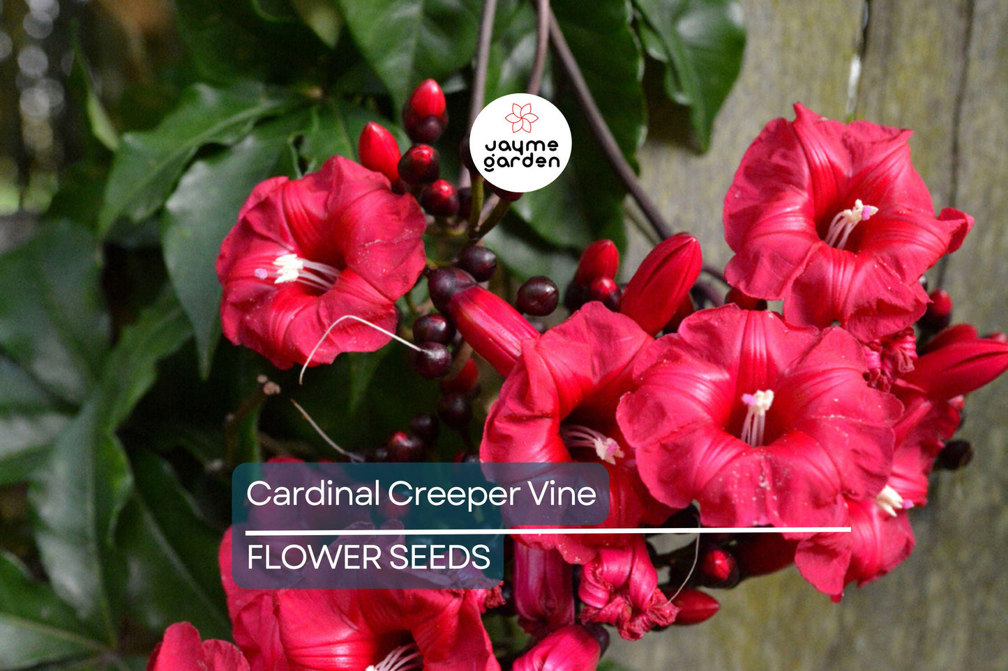 20 Star Glory Seeds (Ipomoea quamoclit) – Cardinal Creeper Vine, Scarlet Red Blooms, Attracts Hummingbirds, USDA Zones 11-12, Fast-Growing