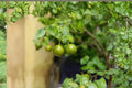 Green Kumquat 1 Plant 8-12" (Citrus japonica) Live Kumquat Citrus Plant