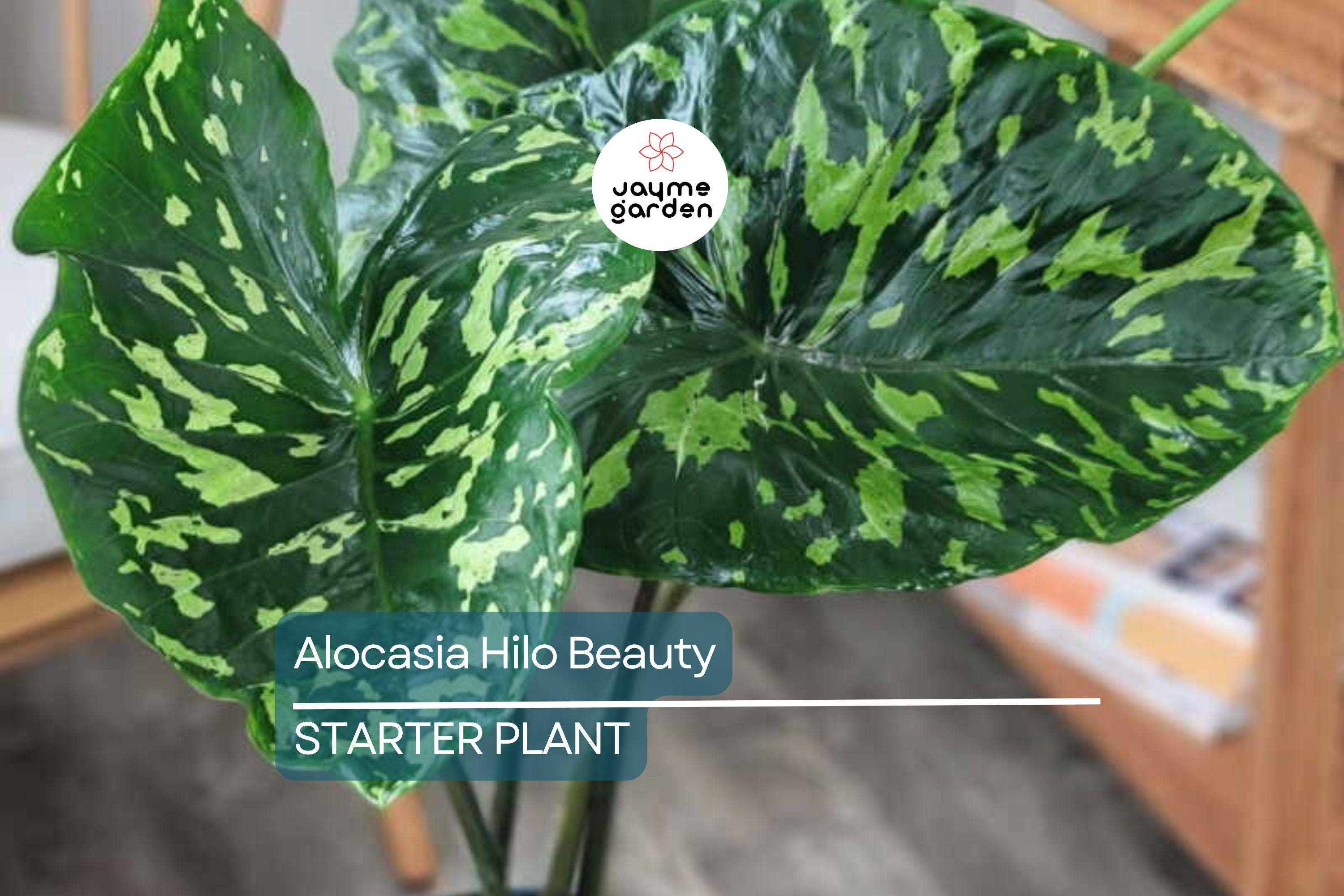 Alocasia Hilo Beauty Starter Plant (1'-2') | Tropical Indoor/Outdoor Plant | Low-Maintenance Houseplant for Humid Environments