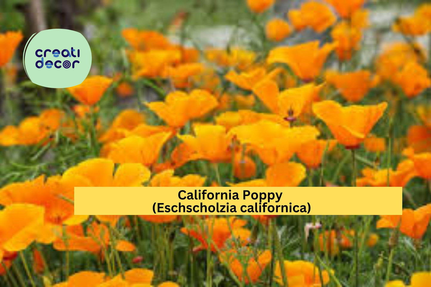 California Poppy Seeds (Eschscholzia californica) – 50 Native Wildflower Seeds | Orange Blooms | Drought-Tolerant | Pollinator Friendly