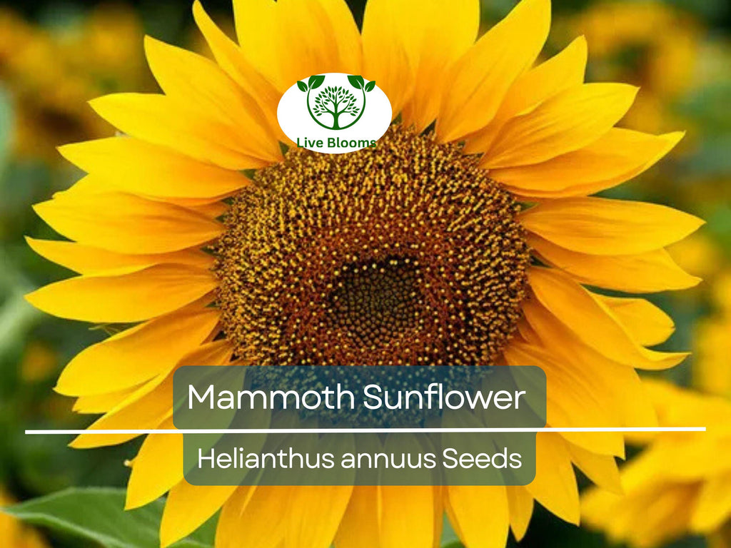 50 Mammoth Sunflower Seeds | Helianthus annuus | Grey-Stripe Heirloom | Edible Seeds | 12’ Tall Giants | Non-GMO | Bee-Friendly