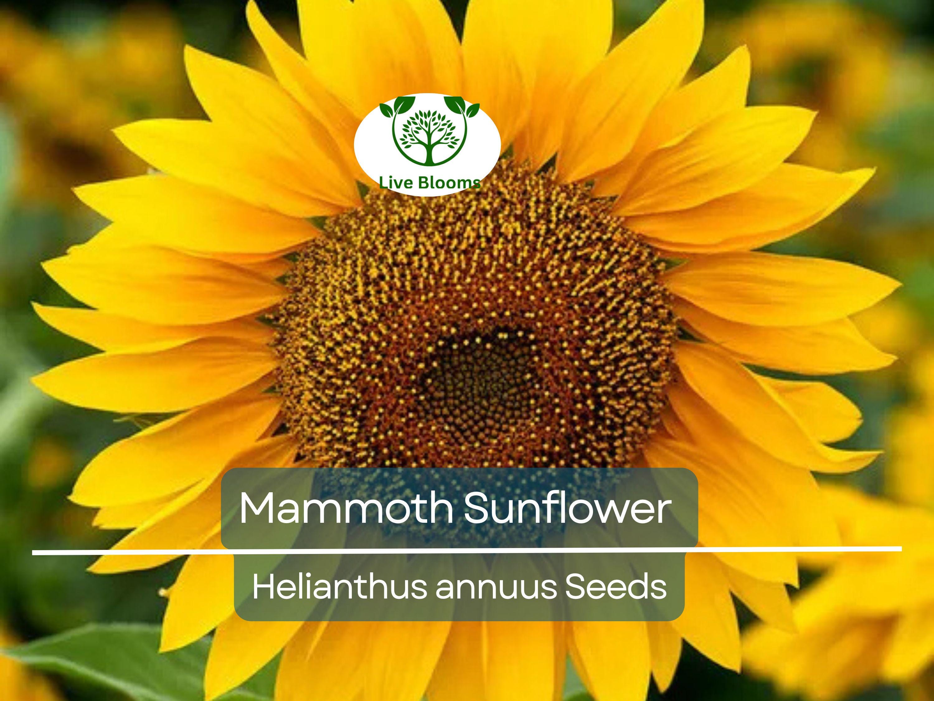 50 Mammoth Sunflower Seeds | Helianthus annuus | Grey-Stripe Heirloom | Edible Seeds | 12’ Tall Giants | Non-GMO | Bee-Friendly