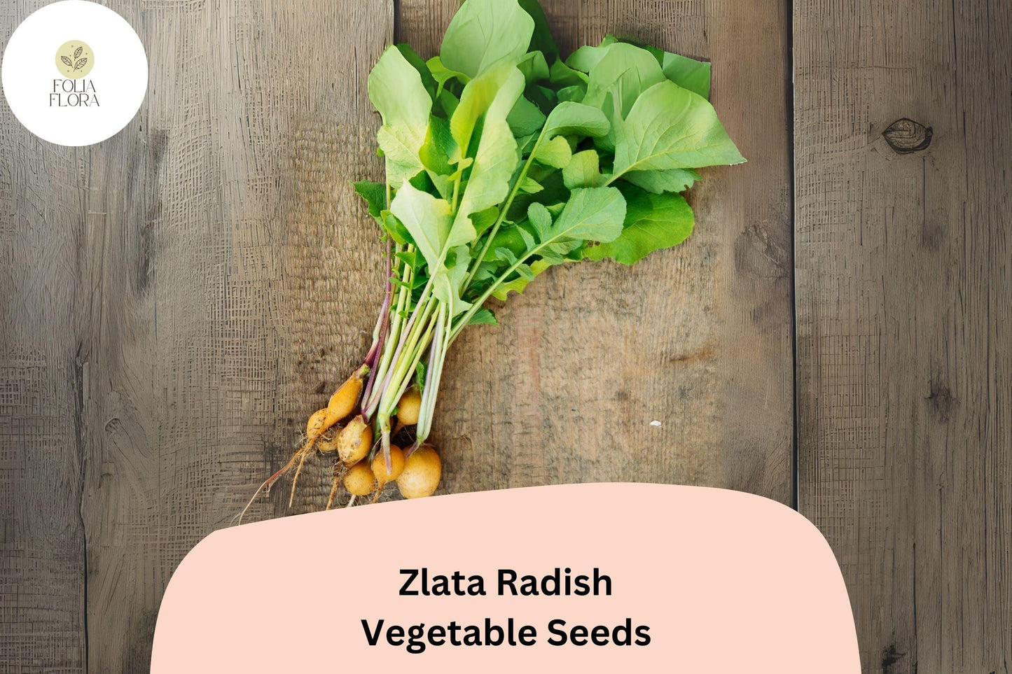 500+ Zlata Radish Seeds – Heirloom Garden Radish, Crisp Edible Roots