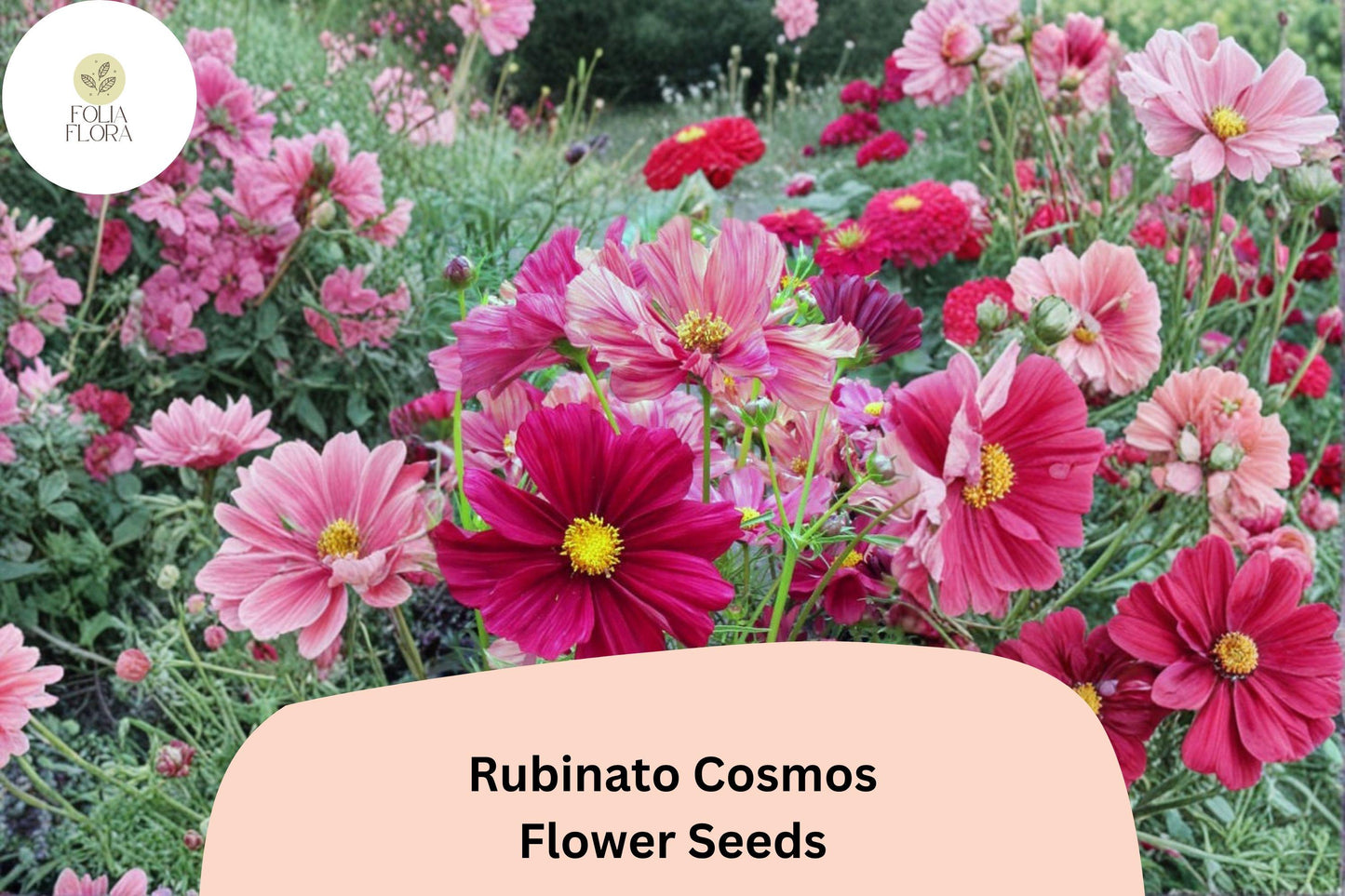 200+ Rubinato Cosmos Seeds | Cosmos Bipinnatus Deep Rose Red Blooms | Annual Garden Flower Seeds for Planting