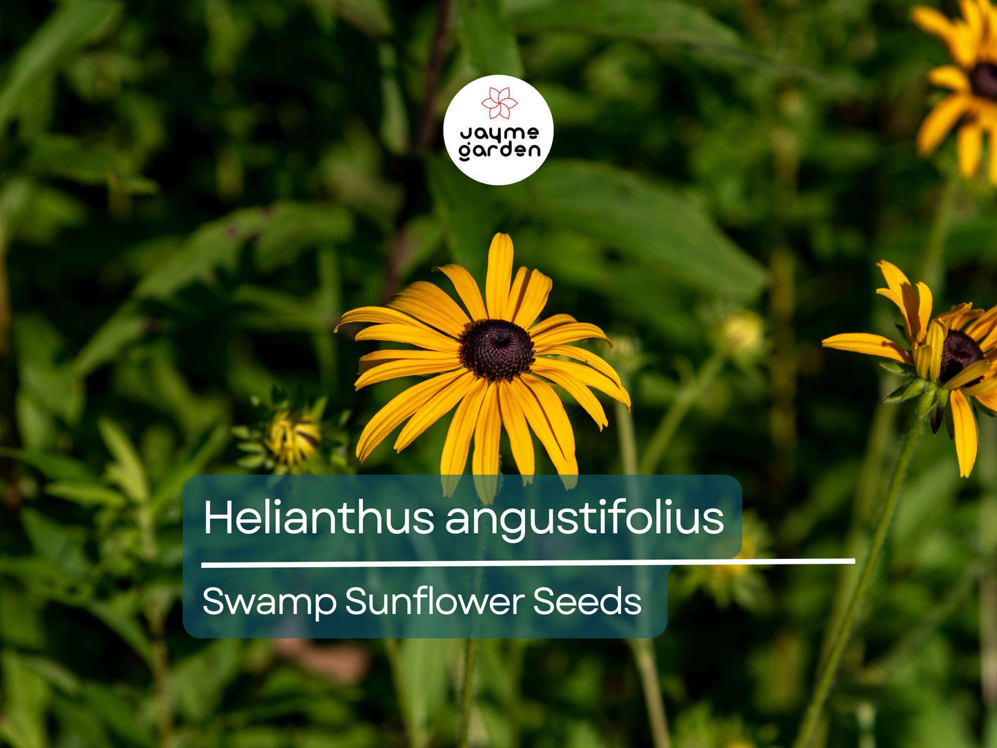 200 Seeds Helianthus Angustifolius | Narrowleaf Swamp Sunflower | Bright Yellow Blooms | Pollinator Native Perennial for Wetlands & Gardens