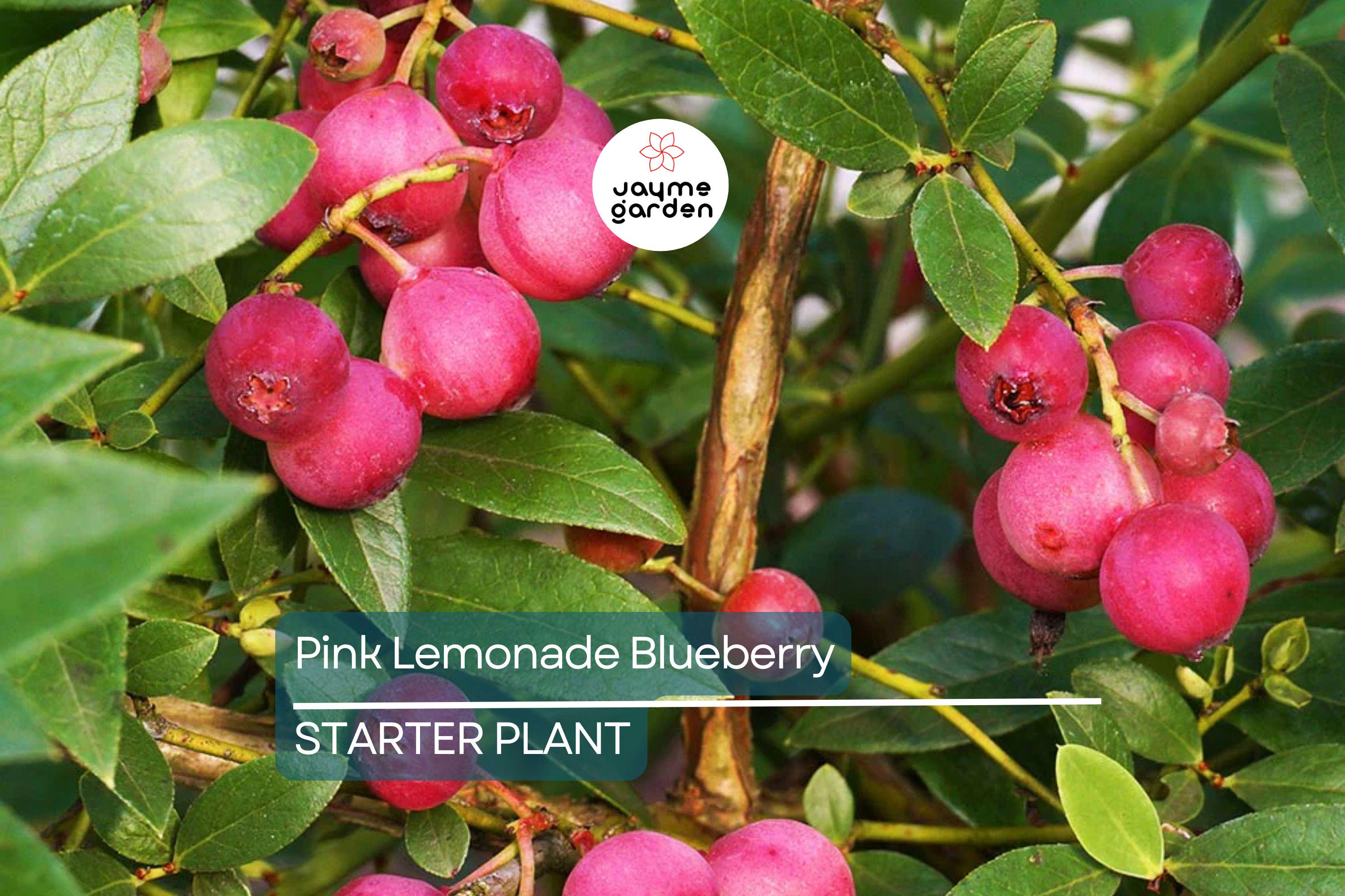 Pink Lemonade Blueberry Bush Seedling | Vibrant Pink Fruit | Easy to Grow | Fruit-Bearing Starter Plant for Gardens & Orchards