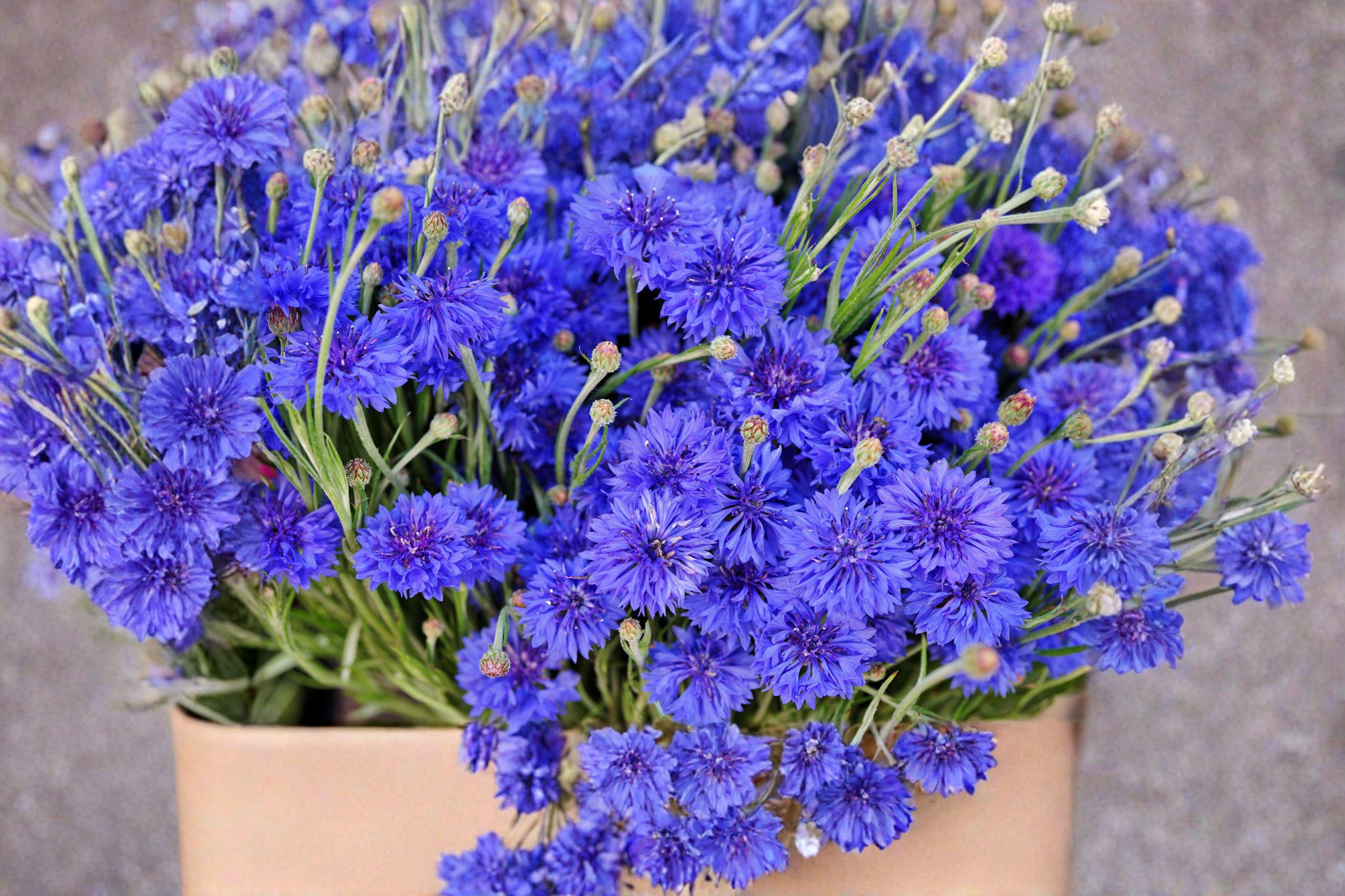 Blue Bachelor’s Button – Centaurea cyanus Seeds | 100 Seeds | Classic Cornflower | Easy Annual