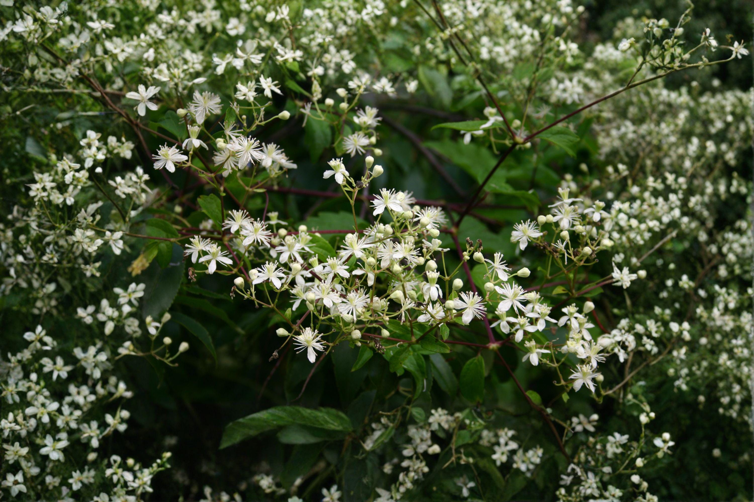 Virgin’s Bower – Clematis virginiana 50 Seeds | Native Climbing Vine | Open-Pollinated