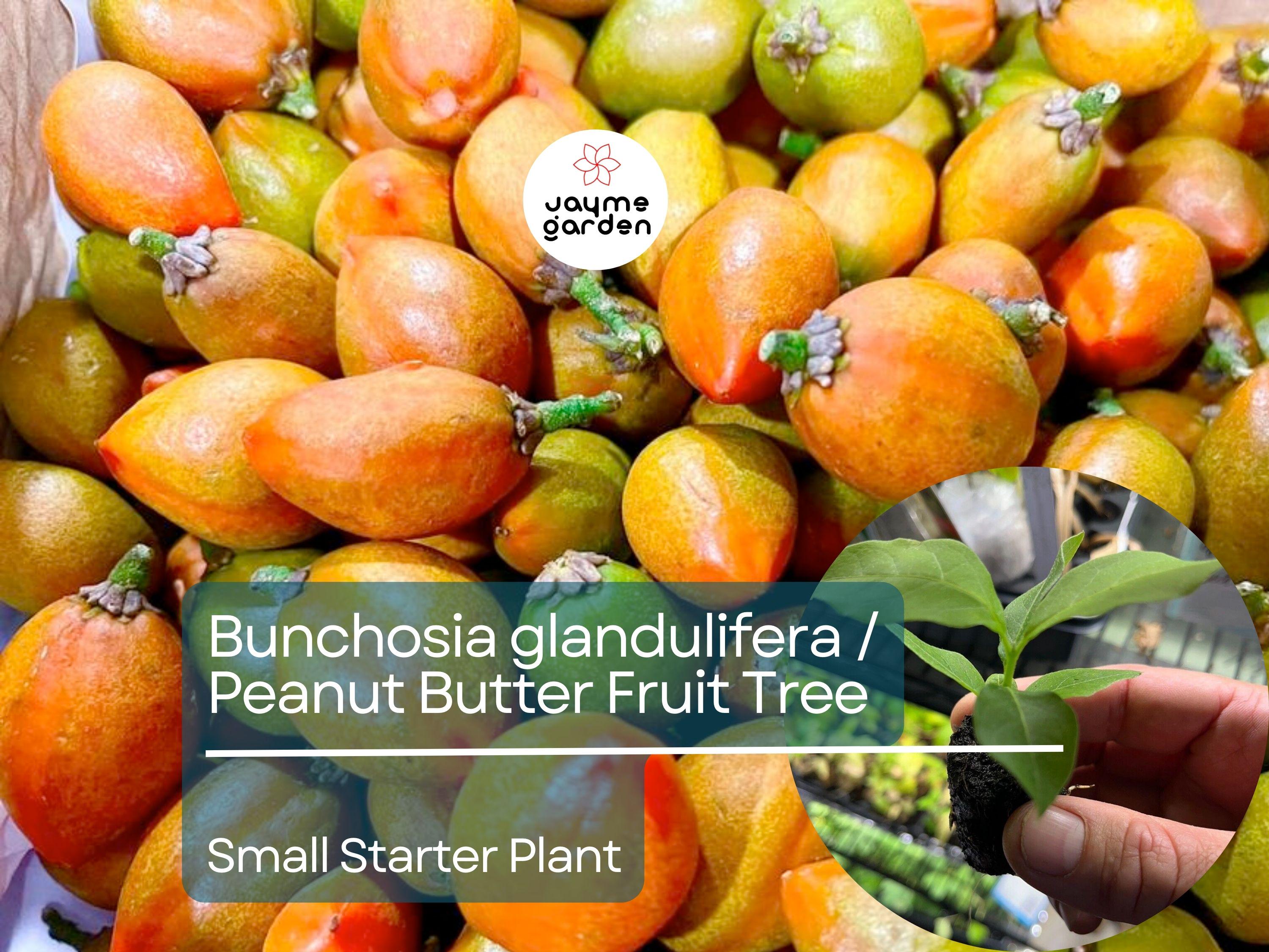 2 Small Peanut Butter Tree Starter Plants - Rare Fruit Tree (Bunchosia glandulifera) - Sweet Tropical Fruit for Garden & Orchard