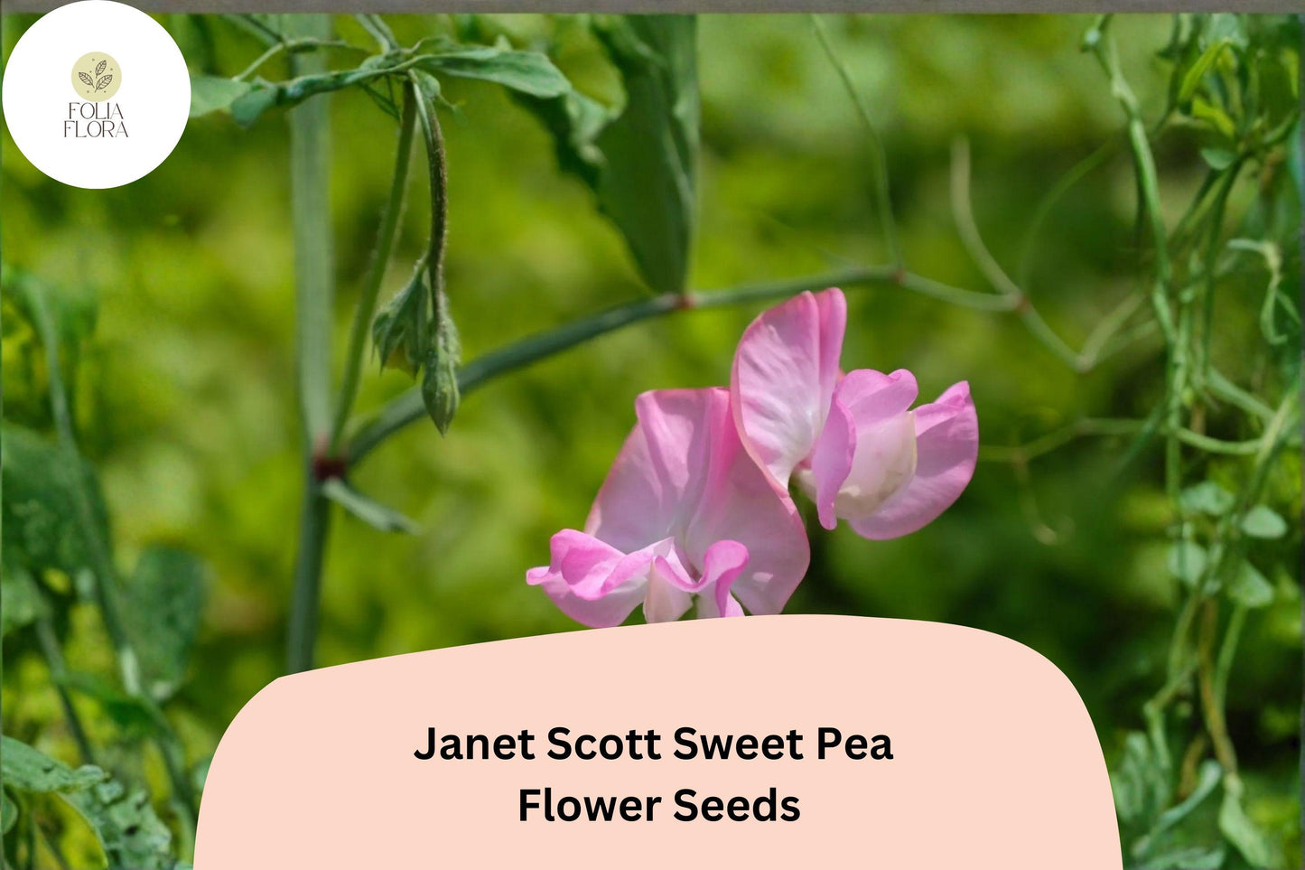 50+ Janet Scott Sweet Pea Seeds | Fragrant Pink Flower for Garden Trellis, Fence
