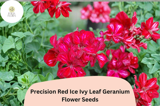 25+ Precision Red Ice Ivy Leaf Geranium Seeds | Trailing Red & White Geranium | Hanging Basket and Garden Plant