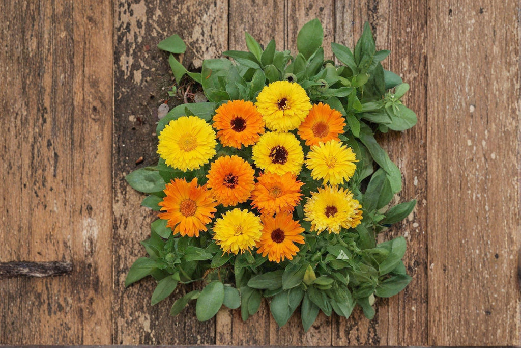 Calendula – Calendula officinalis 100 Seeds | Pacific Beauty Orange | Bright Hardy Annual | Pollinator-Friendly Flower