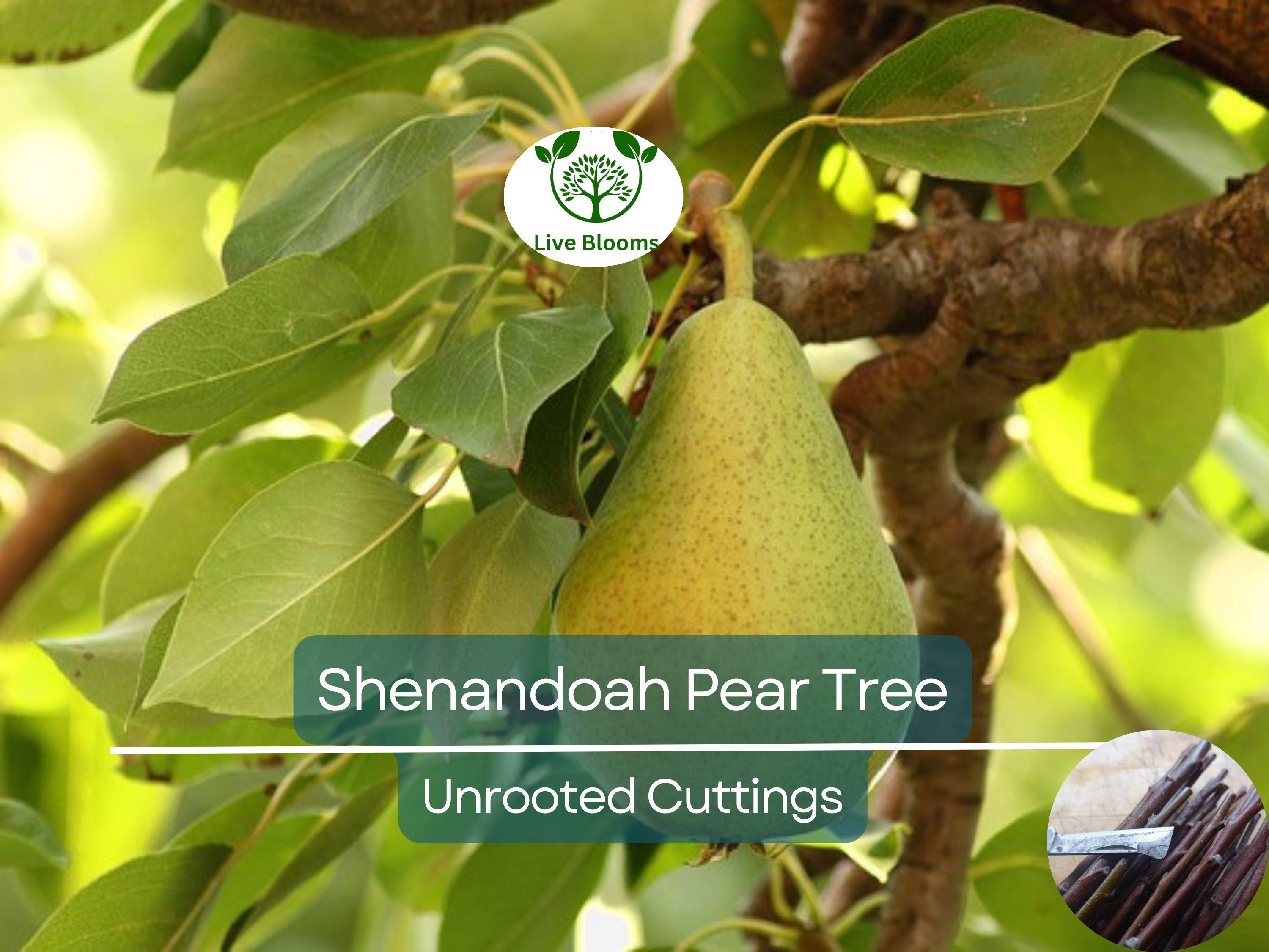 3 Shenandoah Pear Tree Scions, Unrooted Cuttings 10-12 Inches for Grafting & Rooting – Pyrus communis, Sweet Pear, Fruit Tree Propagation