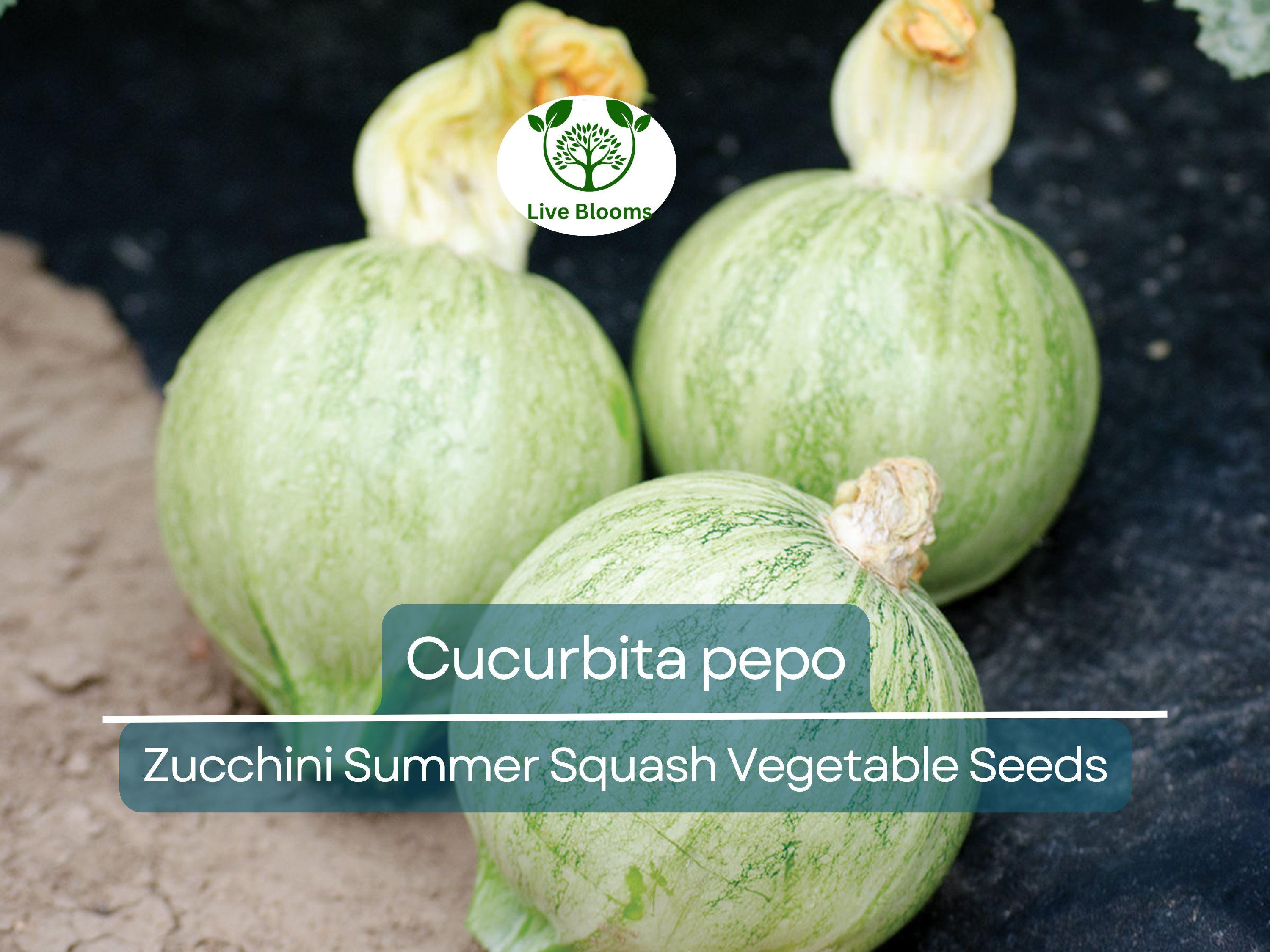 1 Gram Seeds Summer Squash Round Zucchini – Cucurbita pepo | Heirloom Vegetable for Planting, Gardening & Fresh Harvests