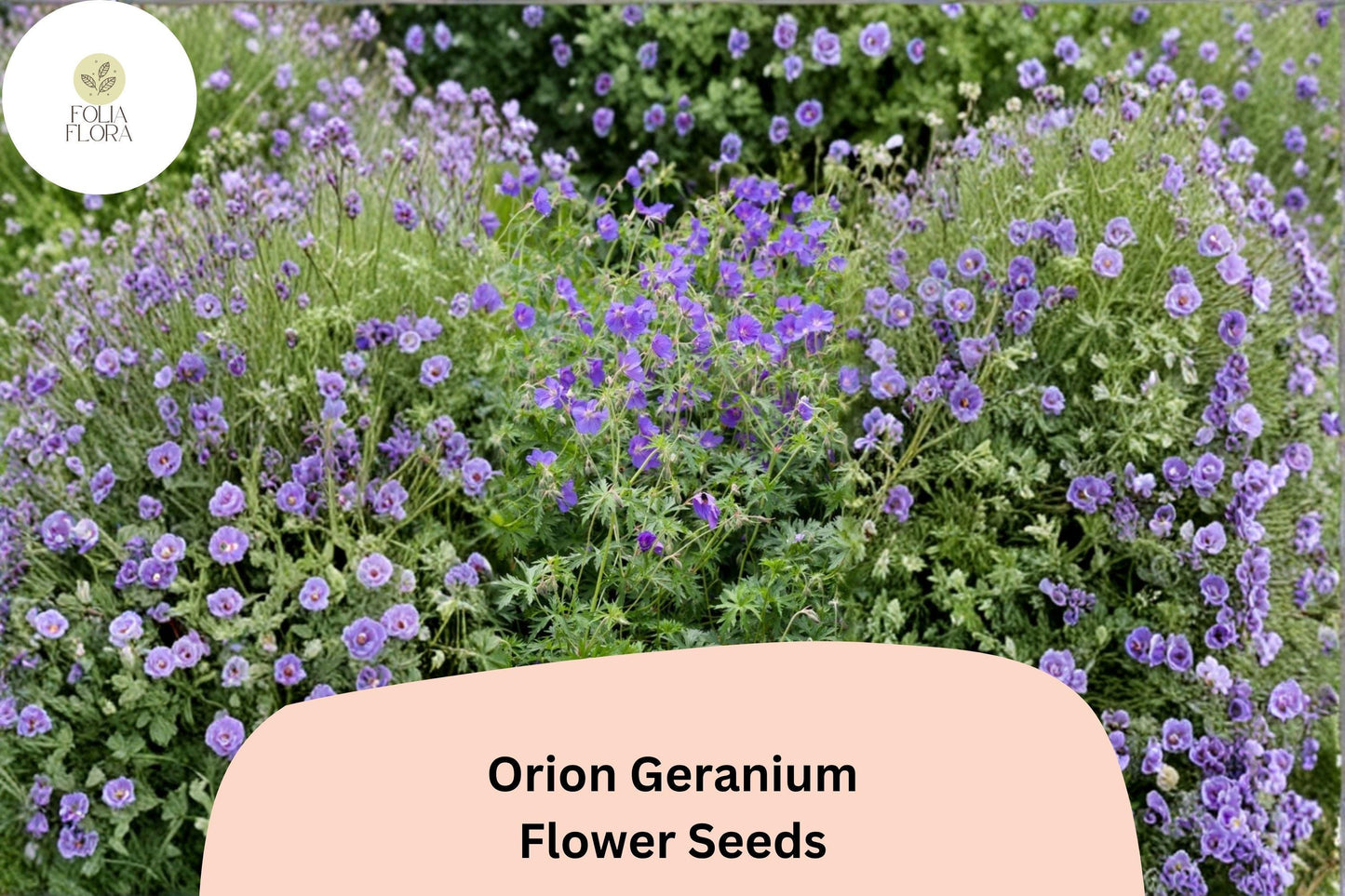 25+ Orion Geranium Seeds | Hardy Perennial | Violet-Purple Blooms for Garden Borders & Pollinator Gardens