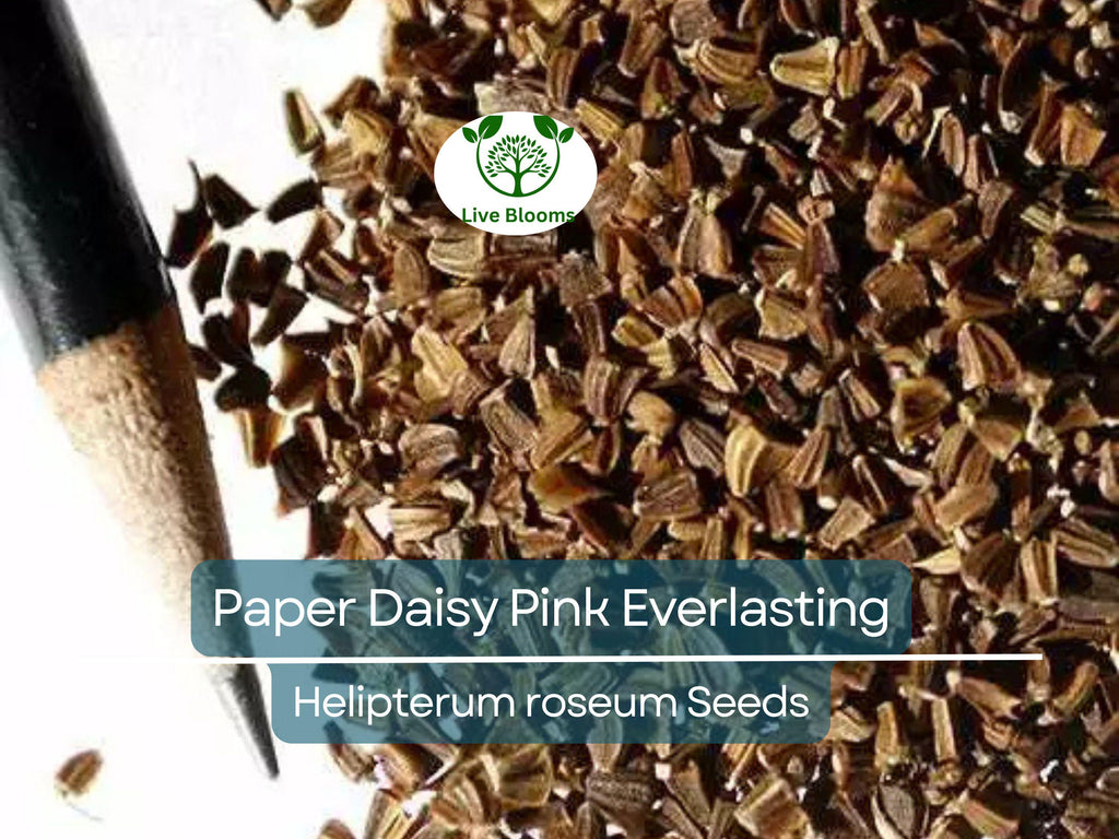 200 Seeds Paper Daisy Pink Everlasting Flower for Florists & Crafters, Pollinators, Non-GMO, Helipterum roseum, Long-lasting Blooms