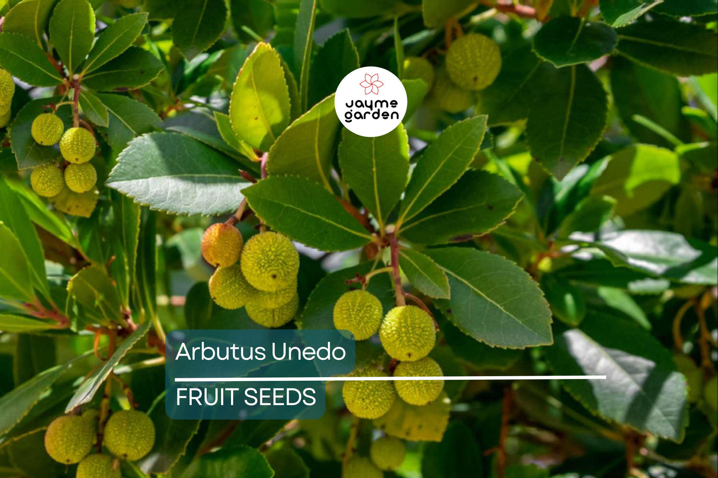 10 Strawberry Tree Seeds (Arbutus unedo) – Edible Red Berries, Four-Season Evergreen, USDA Zones 8-11, Compact Ornamental Shrub