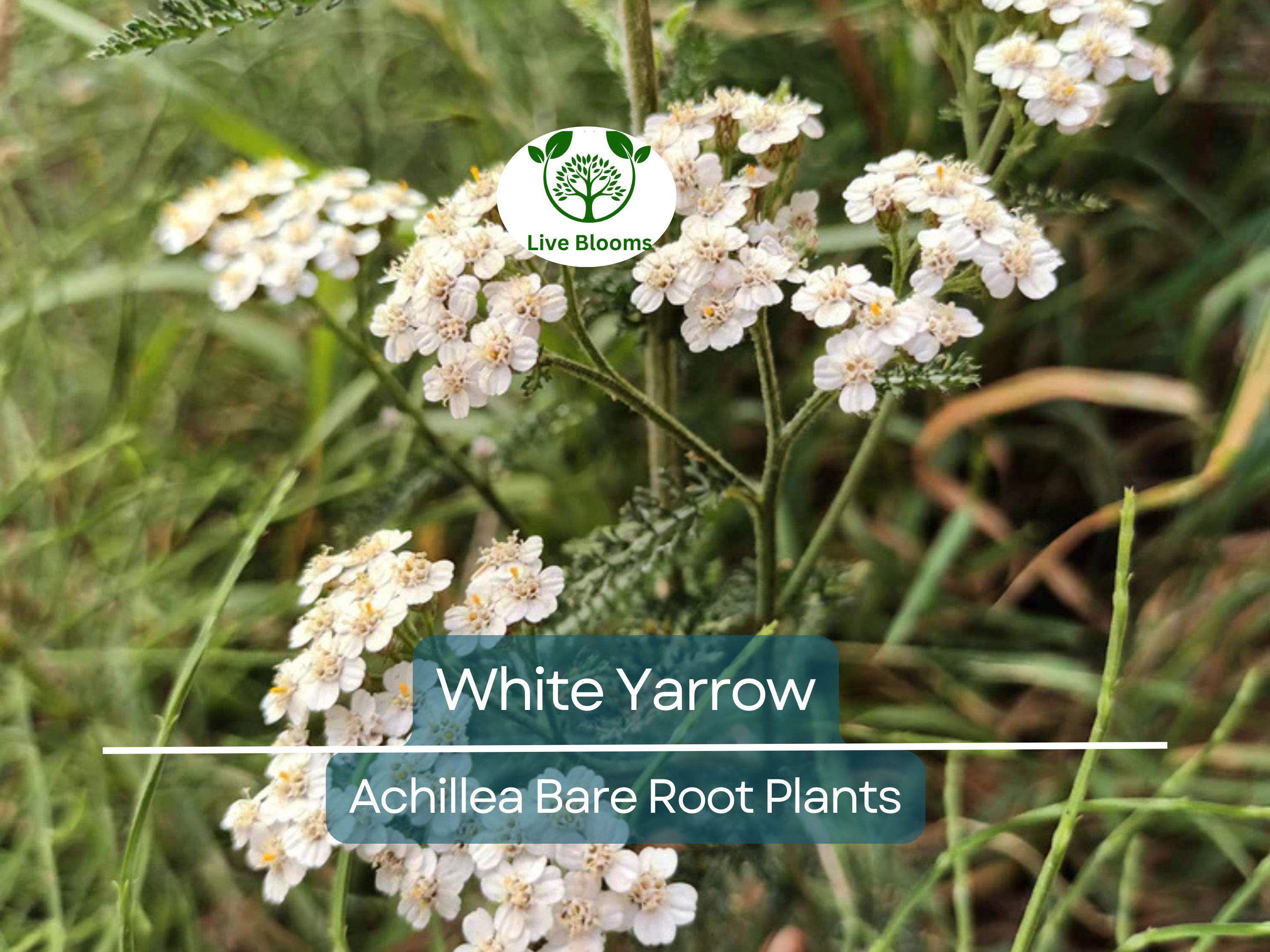 1 White Yarrow Plant – Achillea Millefolium Bare Root Perennial, Herb, Pollinator Friendly, Drought Tolerant Garden Flower