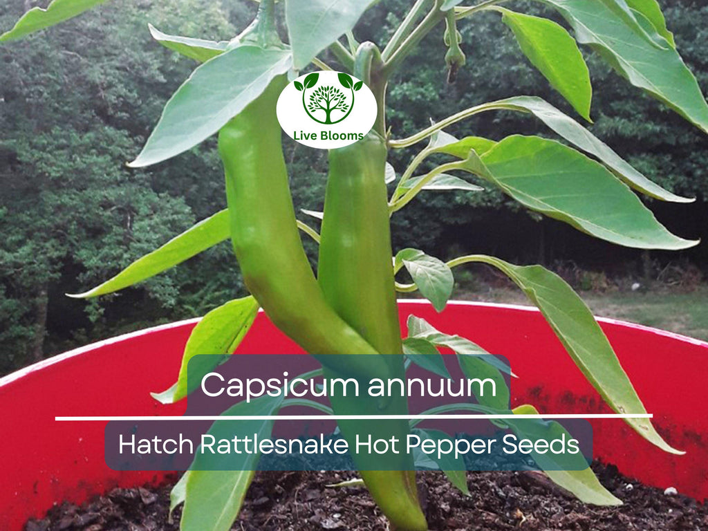 250 mg Seeds Hatch Rattlesnake Hot Pepper – Capsicum annuum | Heirloom Chili for Planting, Gardening & Bold Spicy Flavor