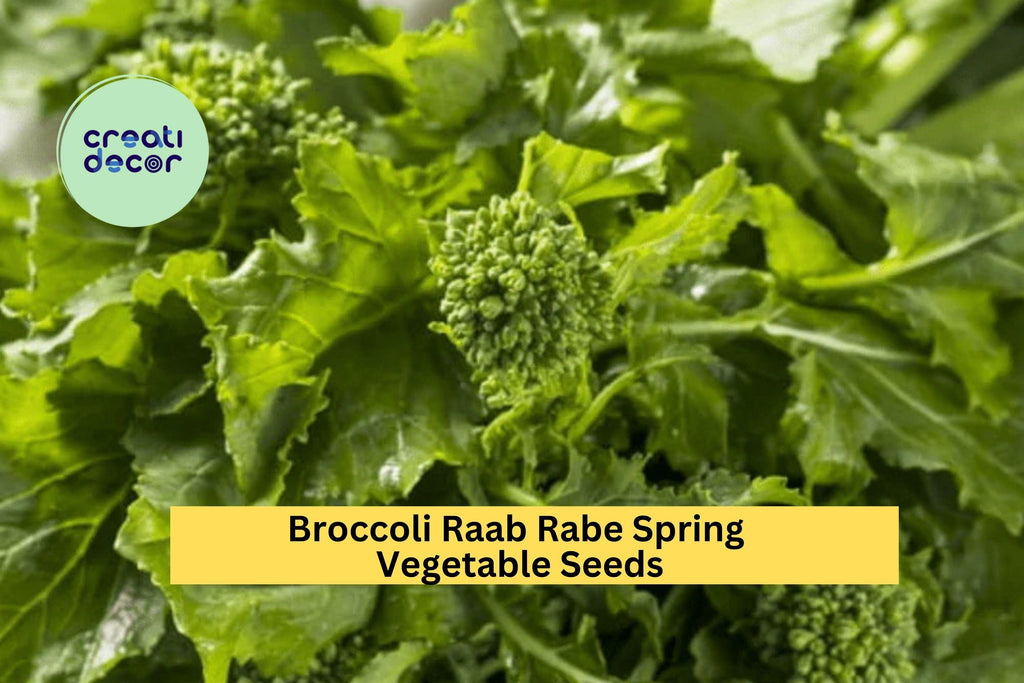 3pcs x 5mg Broccoli Raab Seeds – Spring Rapini Rabe Variety for Raised Beds, Garden Rows, or Container Growing Seeds for Planting