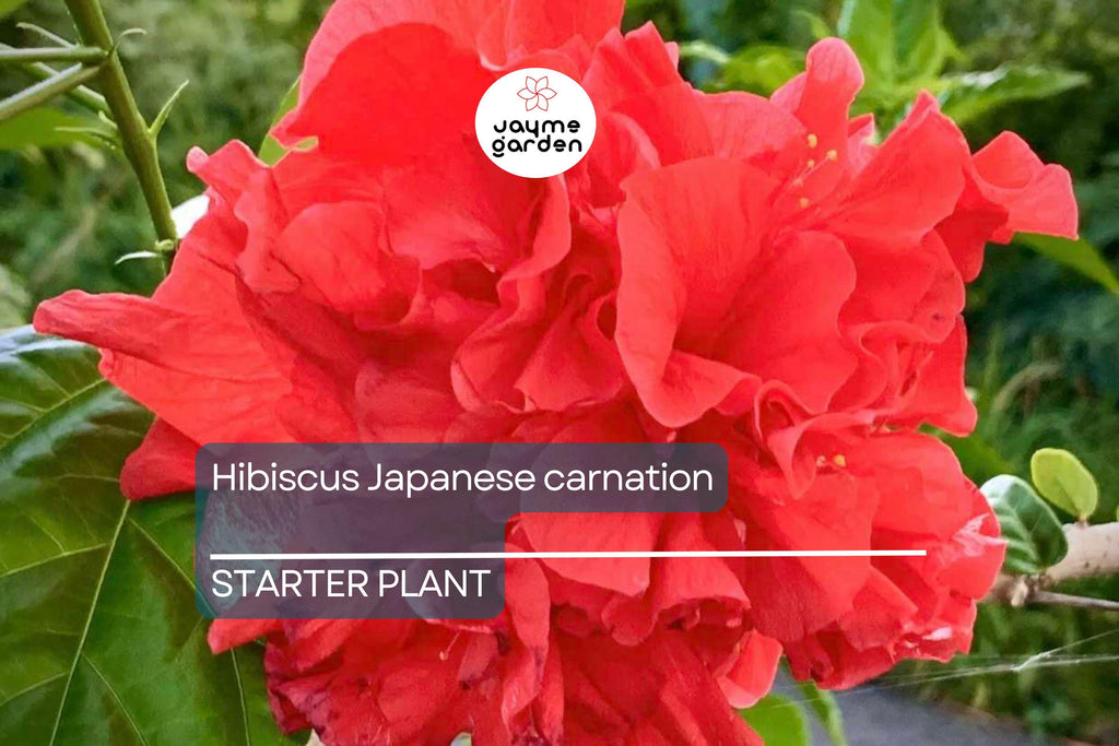 Japanese Carnation Starter Plant - Compact, Fragrant Blooms, Easy-Care Hibiscus, Perfect for Borders & Containers