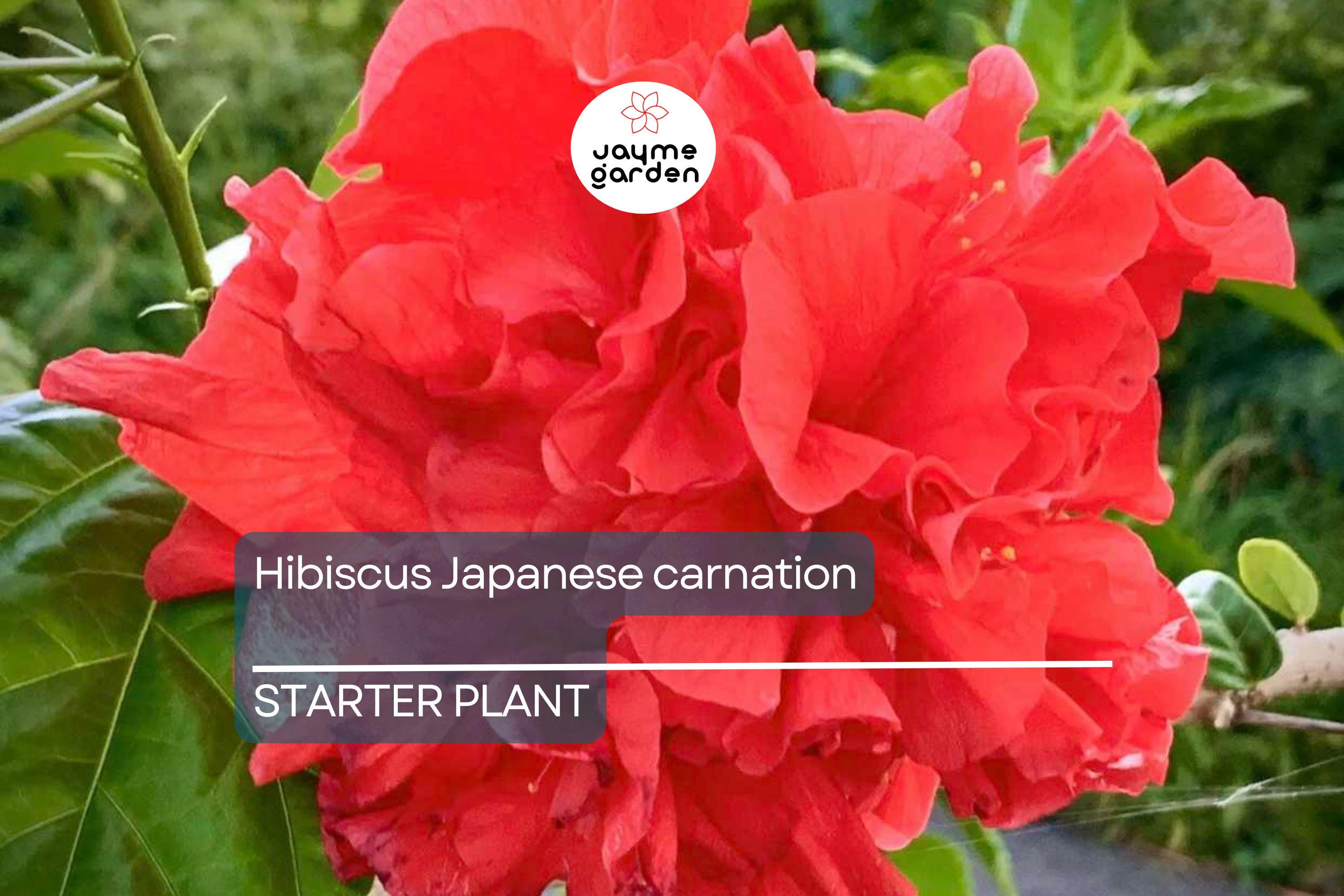 Japanese Carnation Starter Plant - Compact, Fragrant Blooms, Easy-Care Hibiscus, Perfect for Borders & Containers