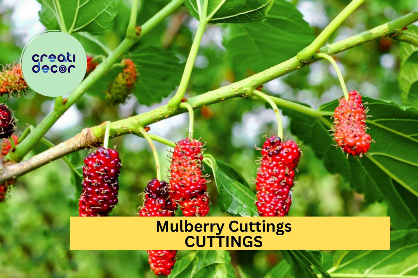 10 Organic Mulberry Cuttings – Unrooted 8"+ Hardwood Stems for Propagation, Fruit Tree Starter, Wholesale Lot – USA
