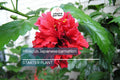 Japanese Carnation Starter Plant - Compact, Fragrant Blooms, Easy-Care Hibiscus, Perfect for Borders & Containers