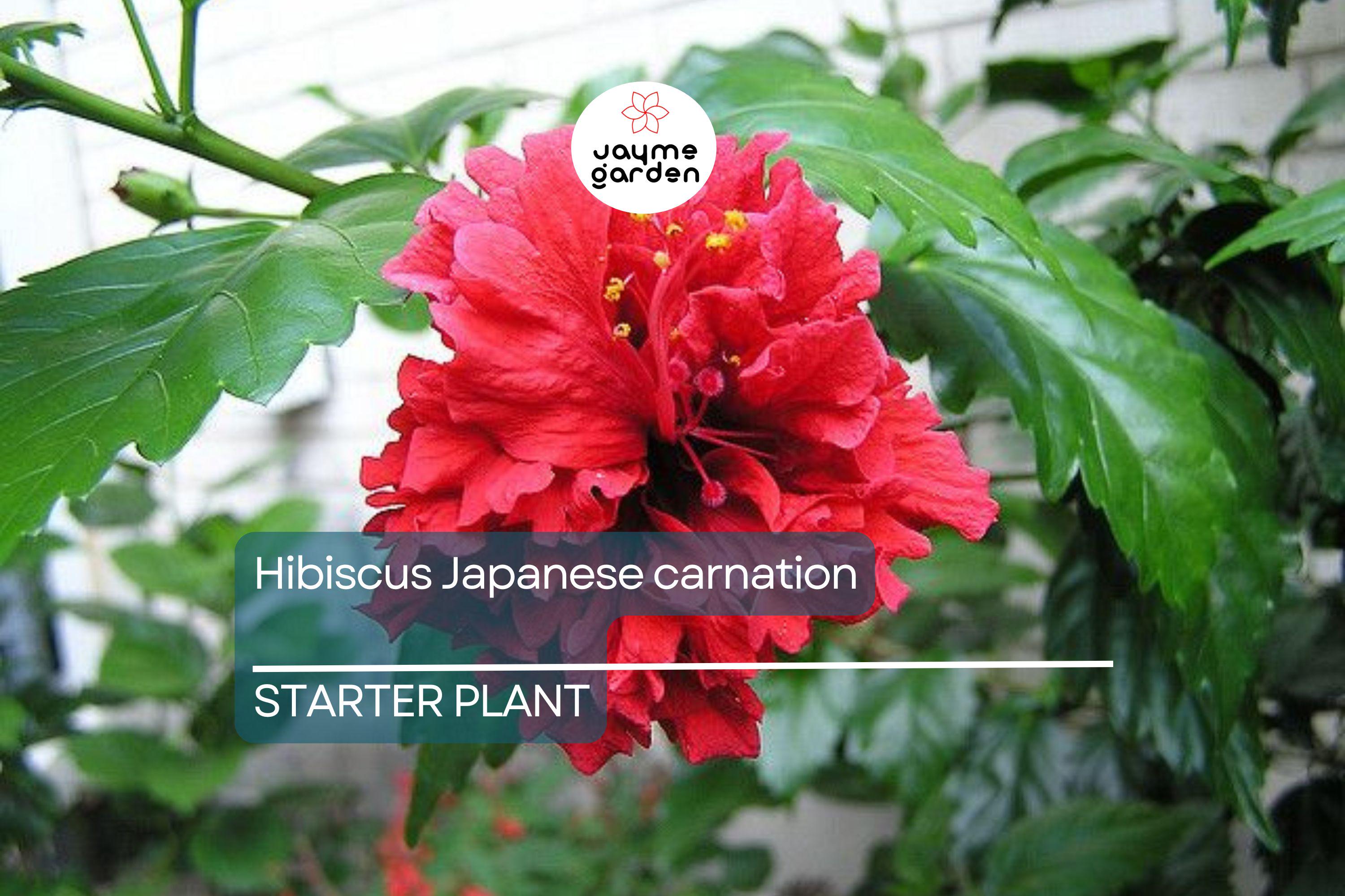 Japanese Carnation Starter Plant - Compact, Fragrant Blooms, Easy-Care Hibiscus, Perfect for Borders & Containers