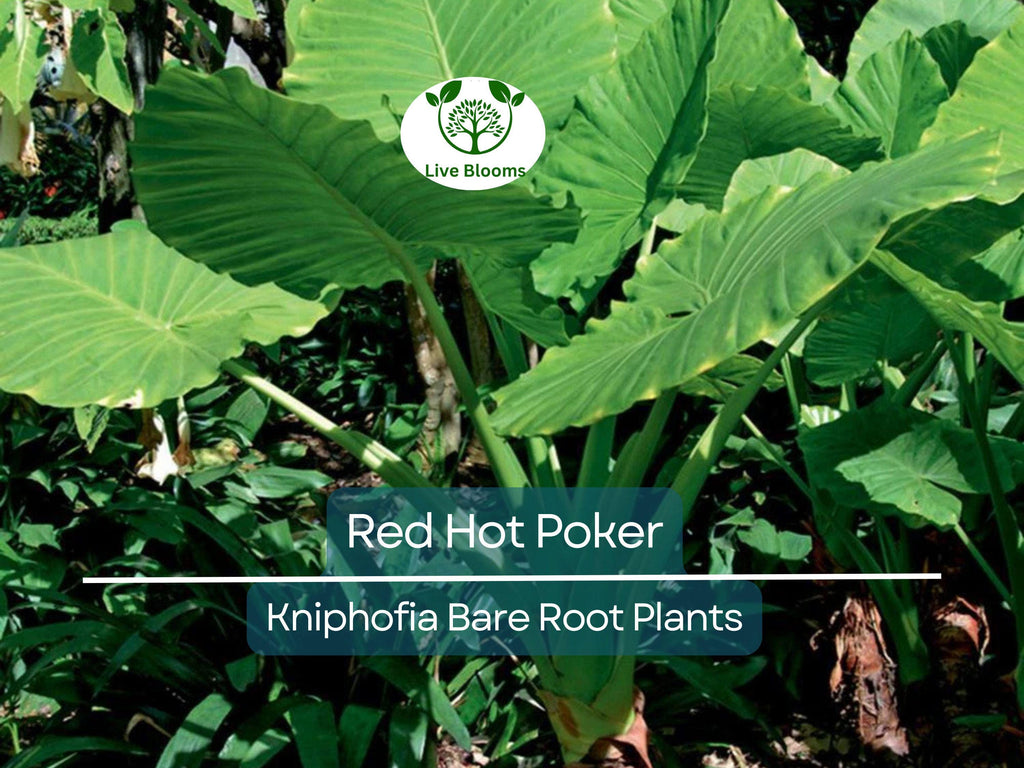 3 Red Hot Poker Plants – Live Bare Root Perennials – Kniphofia uvaria – Drought-Tolerant Summer Blooms for Pollinator Gardens