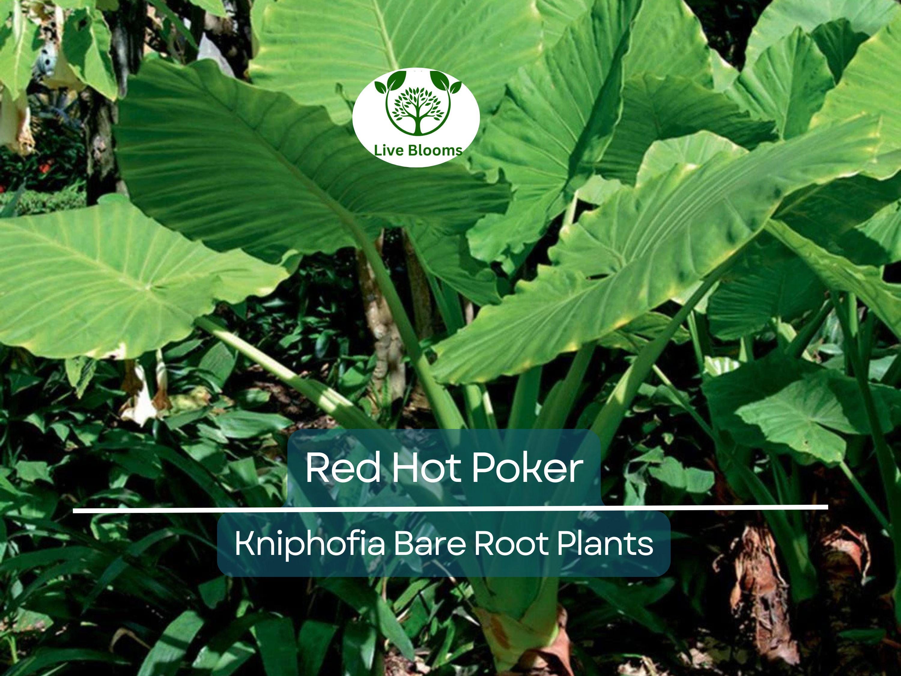 3 Red Hot Poker Plants – Live Bare Root Perennials – Kniphofia uvaria – Drought-Tolerant Summer Blooms for Pollinator Gardens
