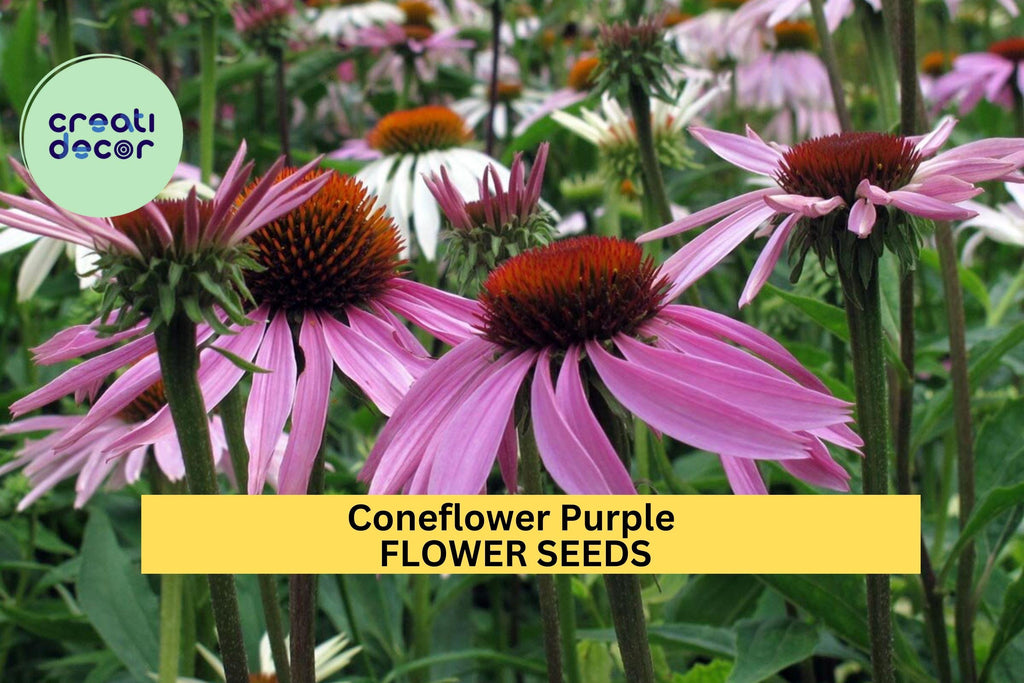 3pcs of 500mg Purple Coneflower Seeds – Native Perennial for Pollinators, Wildflower Gardens & Summer Floral Displays Seeds for Planting