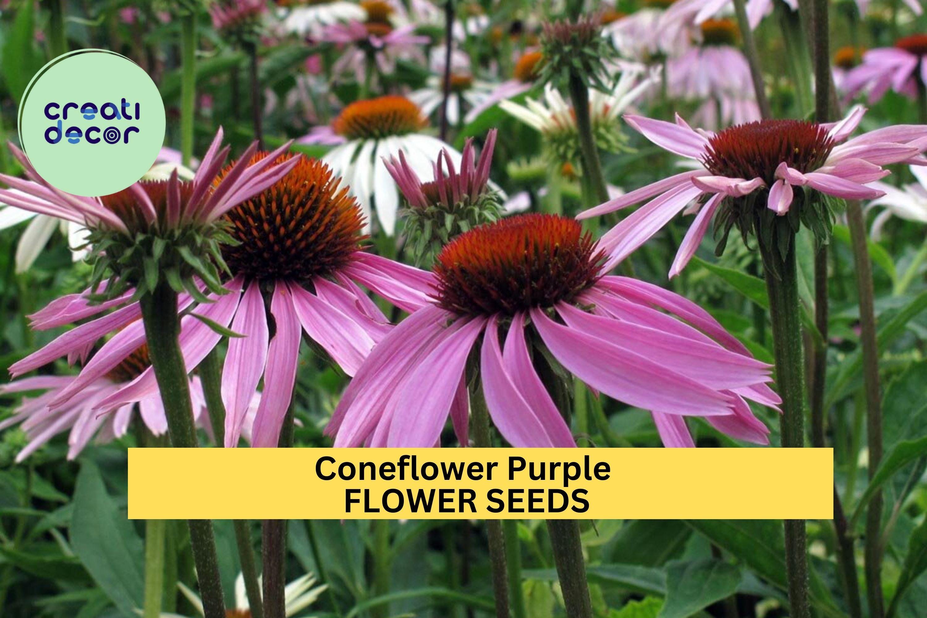 3pcs of 500mg Purple Coneflower Seeds – Native Perennial for Pollinators, Wildflower Gardens & Summer Floral Displays Seeds for Planting