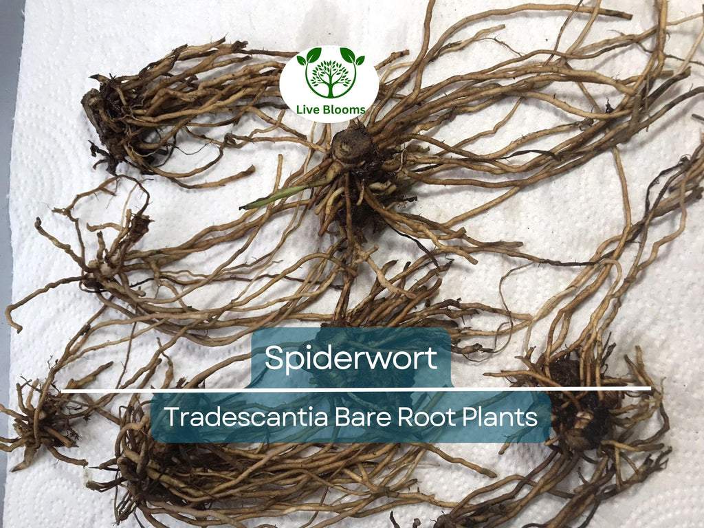 25 Spiderwort Plants – Bare Root Rhizomes – Tradescantia virginiana – Hardy Perennial with Purple Flowers for Sun or Shade