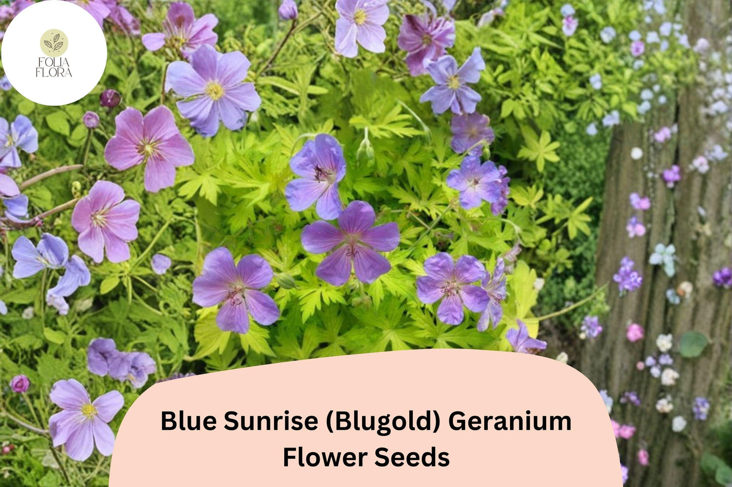 25+ Blue Sunrise (Blugold) Geranium Seeds: Hardy Perennial Garden Plant, Violet-Blue Blooms, Easy to Grow, Ideal for Pots & Borders