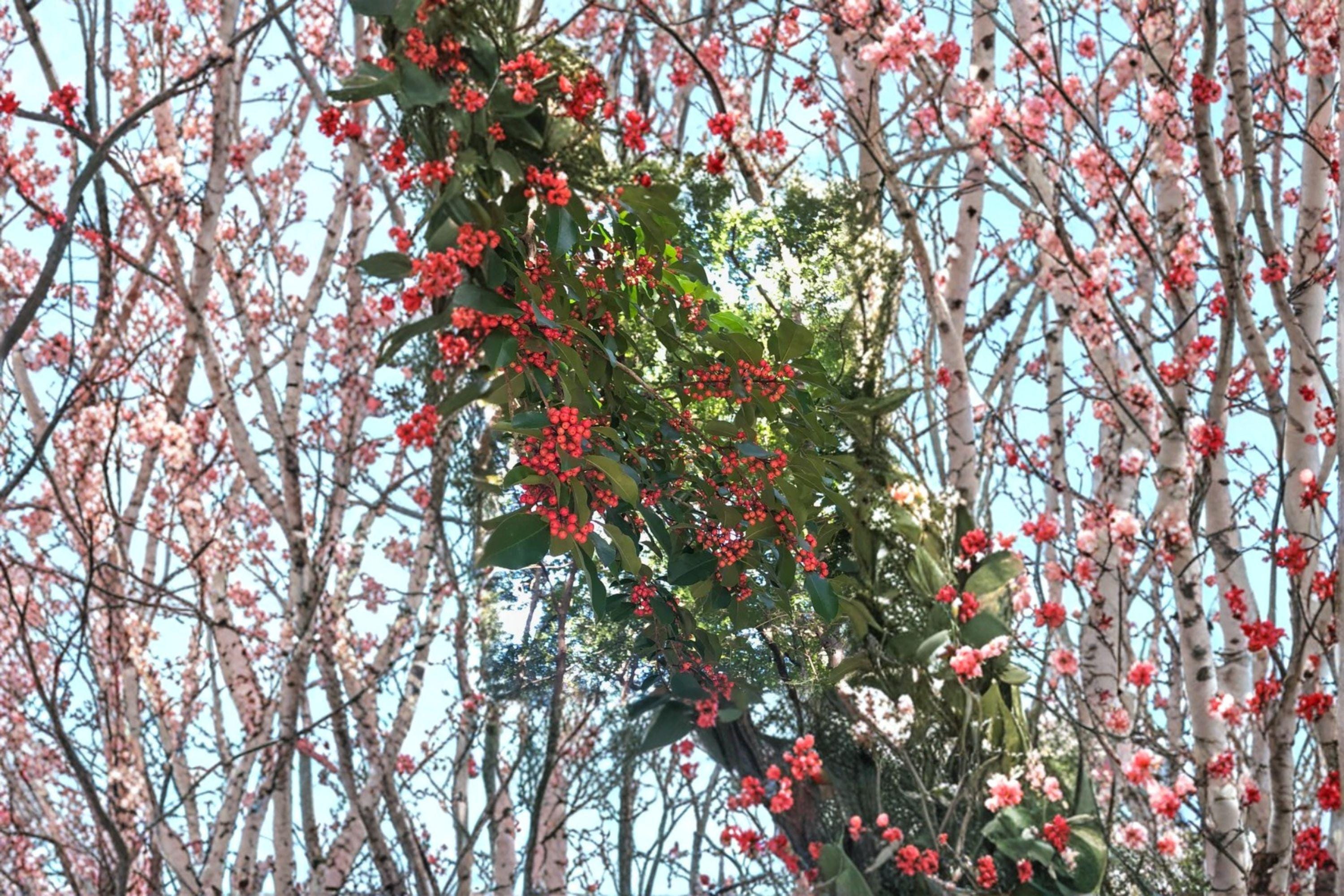 Ilex rotunda – Kurogane Holly Seeds | 25 Seeds | Evergreen Ornamental Tree | Glossy Foliage Landscape Plant