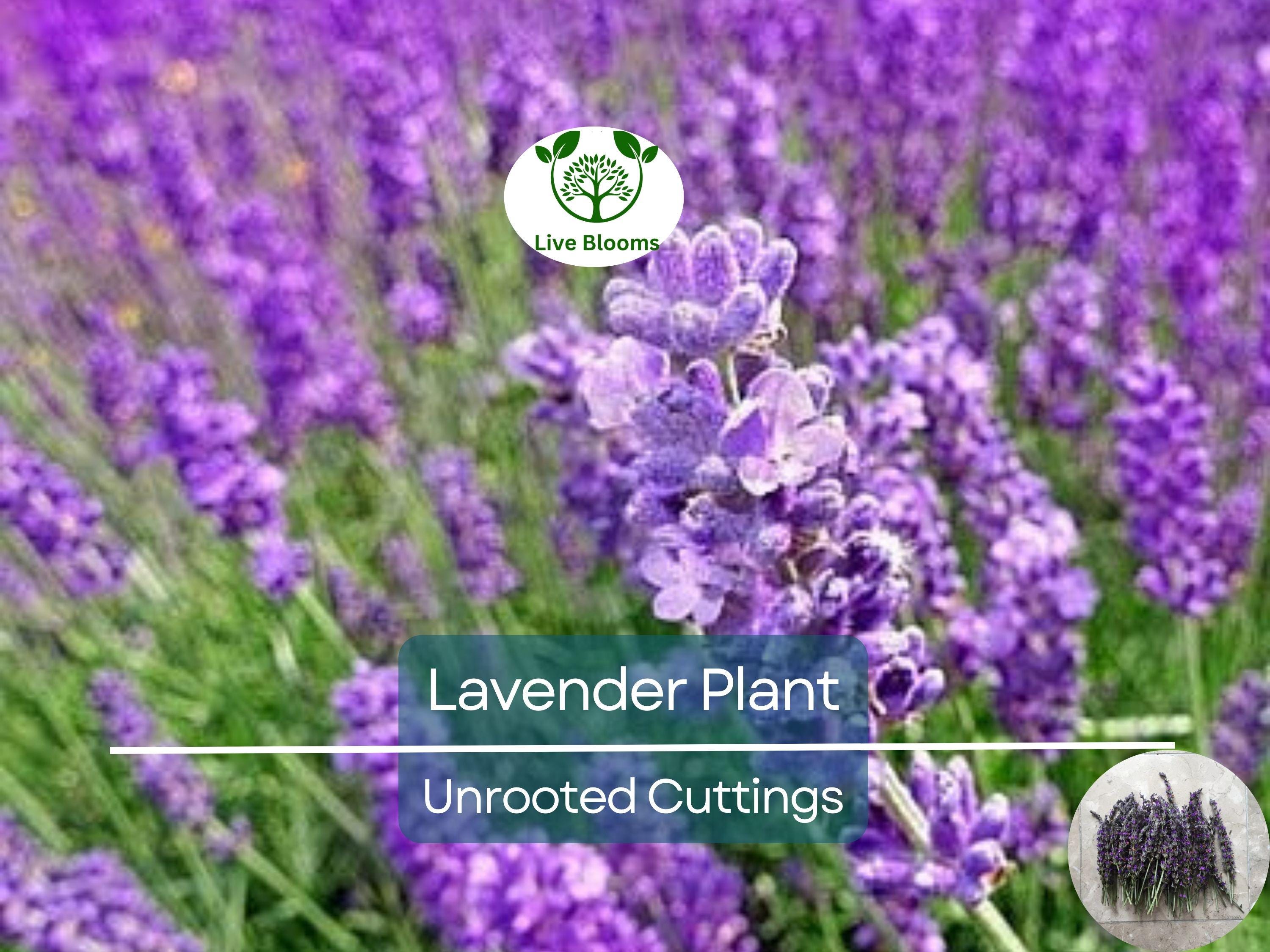 15 Organic Live California Lavender 6"  Unrooted Cuttings (Lavandula angustifolia), Fragrant Garden Plant, Ideal for Growing & Propagation