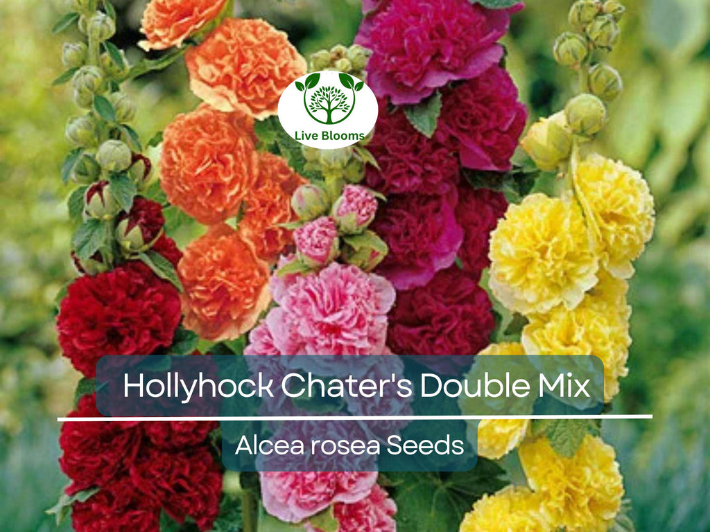 100 Seeds Hollyhock Chater's Double Mix Peony Flowered Blooms - Biennial Non-GMO, Alcea Rosea, Beautiful Garden Flowers, Hardy, Easy to Grow