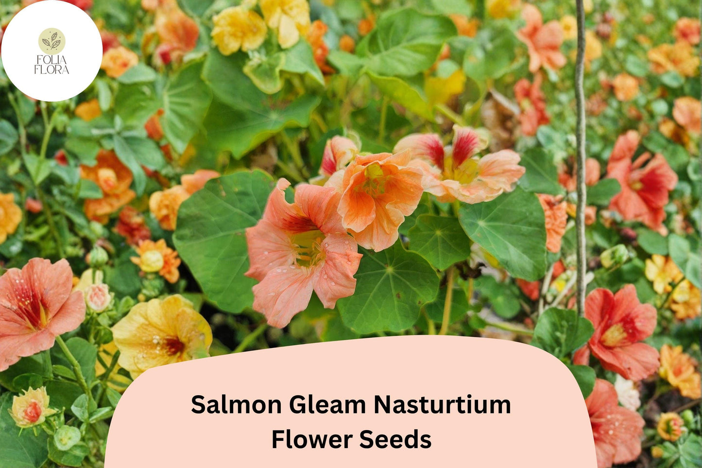 50+ Salmon Gleam Nasturtium Seeds | Tropaeolum majus | Vibrant Salmon-Orange Blooms