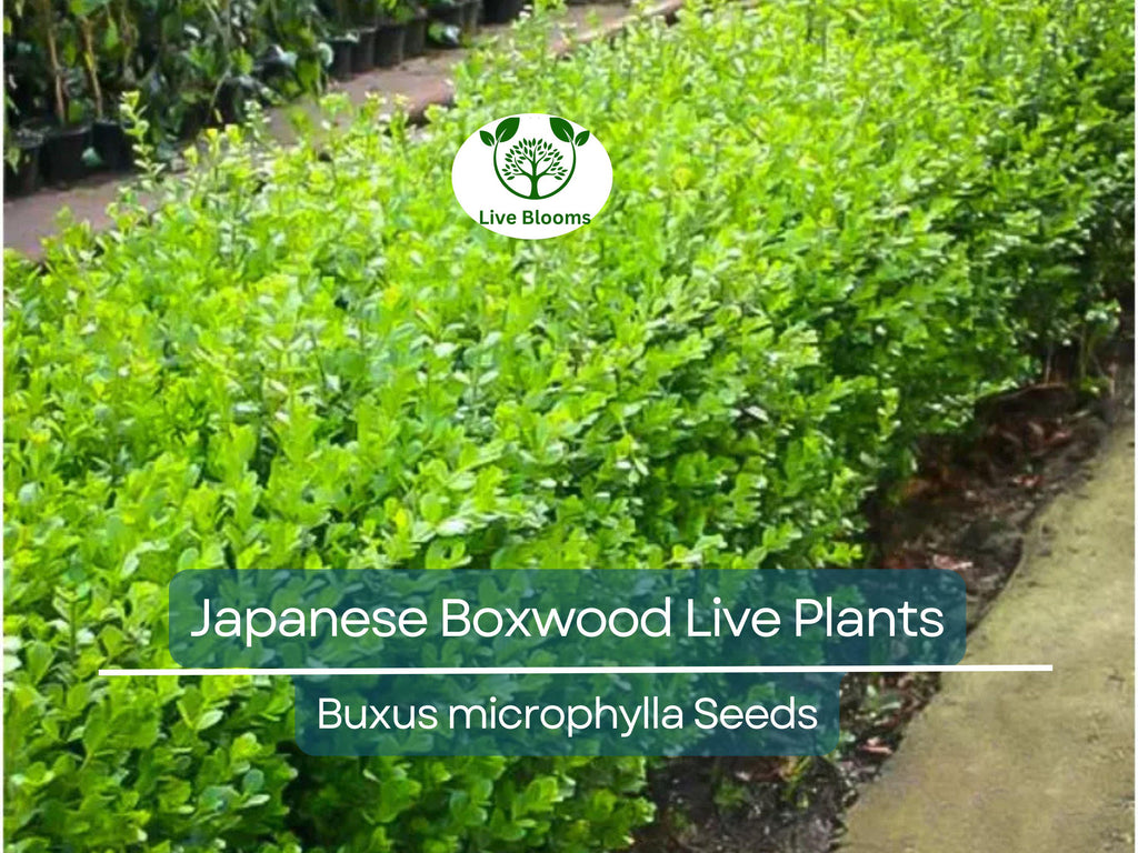 6 Japanese Boxwood Live Plants 12" | Buxus microphylla japonica | Evergreen Shrub, Hedge Starter, Landscape Ready, Fast Shipping