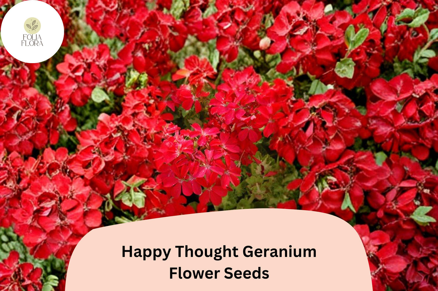 25+ Happy Thought Geranium Seeds | Zonal Pelargonium | Bright Garden Flower Seeds