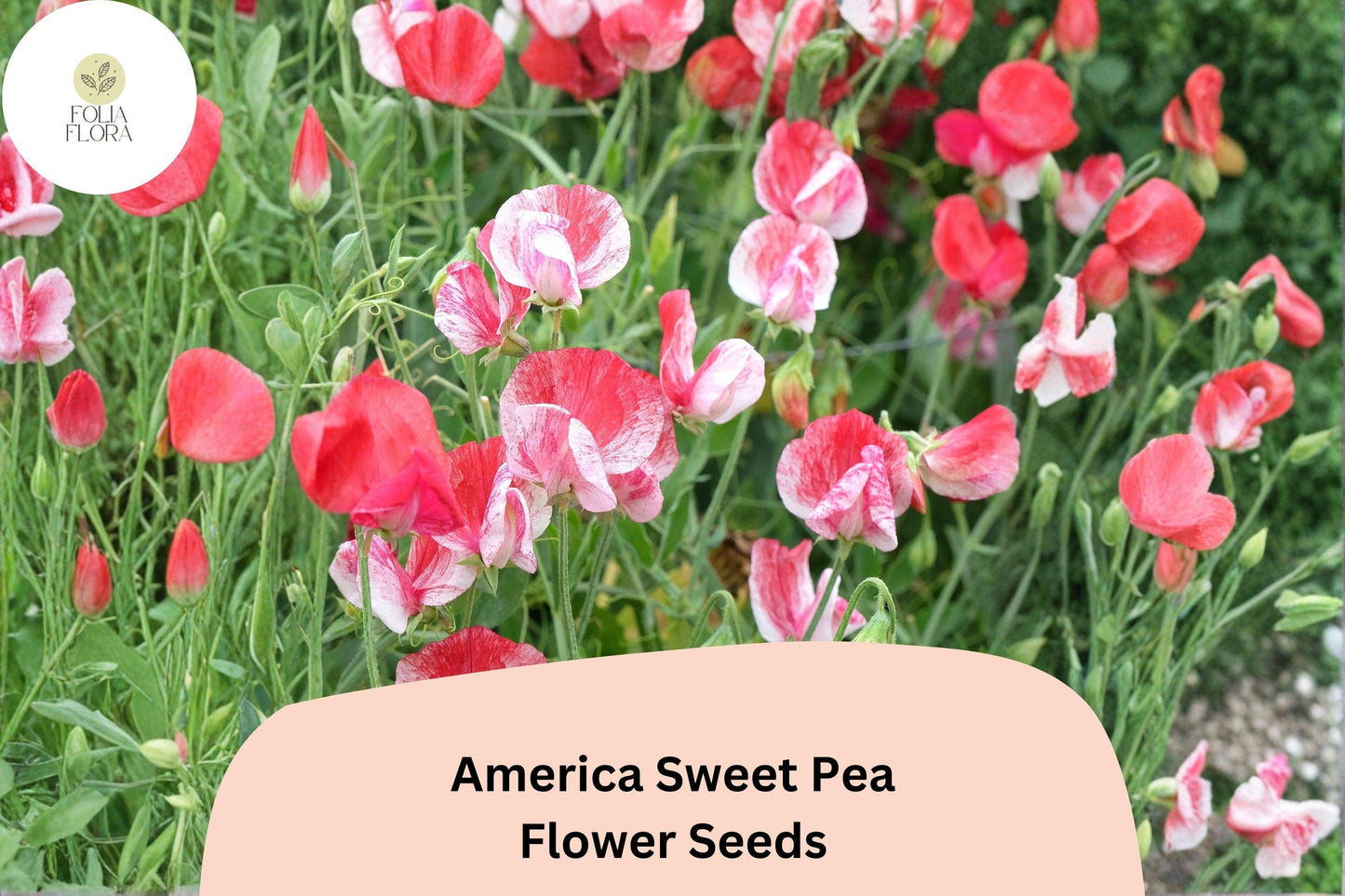 50+ America Sweet Pea Seeds for Garden Planting | Lathyrus odoratus | Red & White Bicolor Flowers