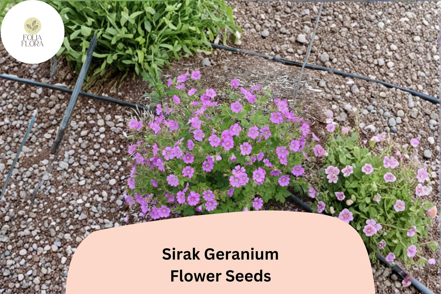 25+ Sirak Geranium Seeds | Purple Cranesbill | Hardy Perennial Geranium pratense Sirak Seeds for Garden Borders & Beds