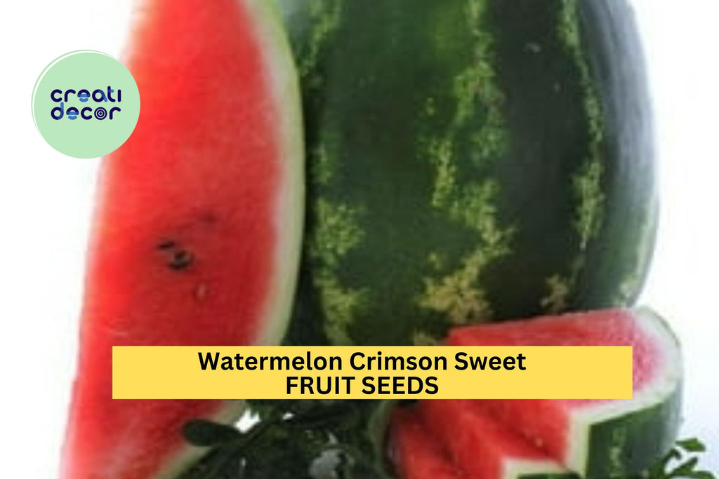 3pcs of 2g Crimson Sweet Watermelon Seeds – Juicy Red Melon, High Yielding, Heat-Tolerant, Perfect for Summer Gardens Seeds for Planting