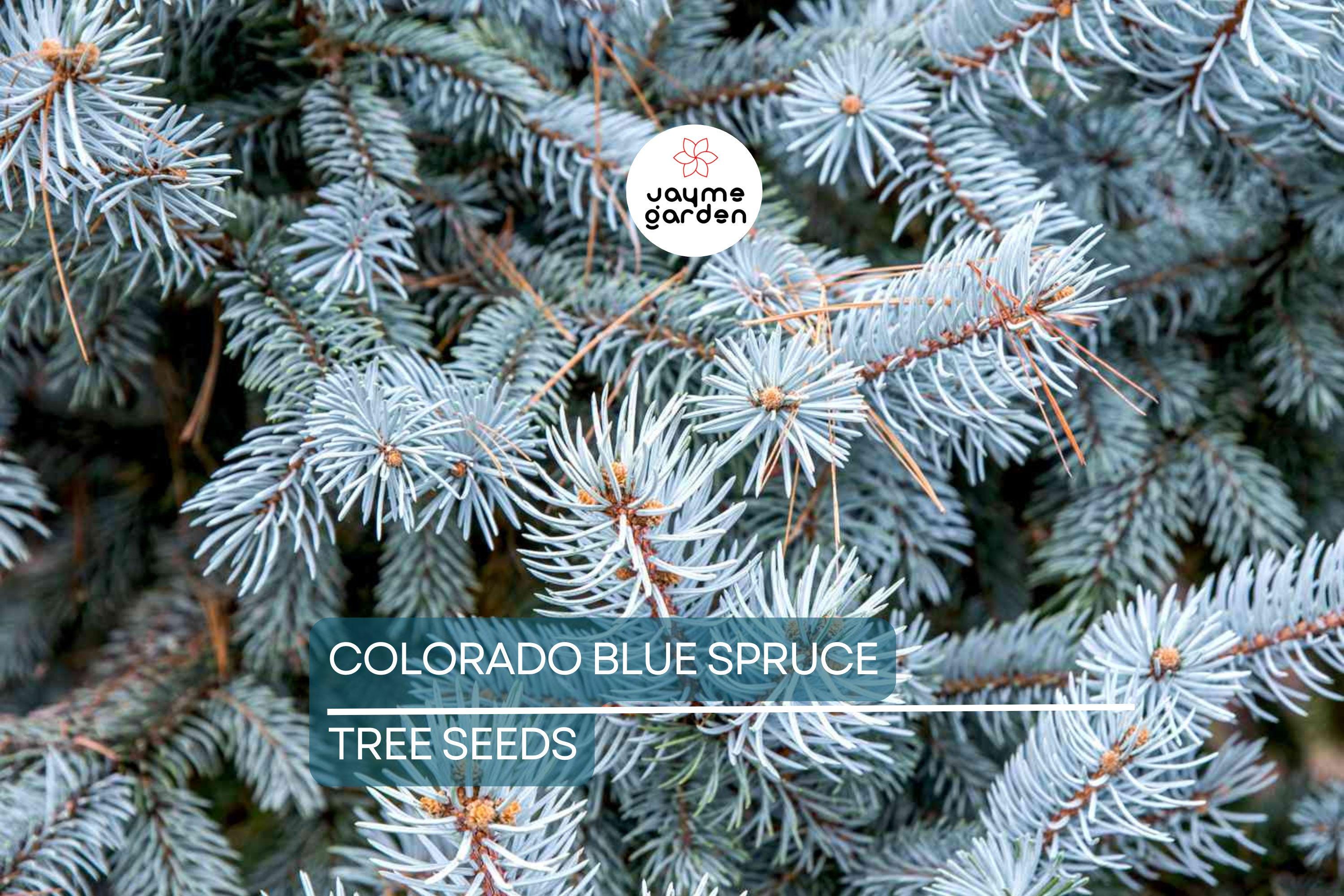 20 Colorado Blue Spruce Seeds (Picea pungens) – Cold Hardy Evergreen, Bonsai Potential, 115ft Mature Height
