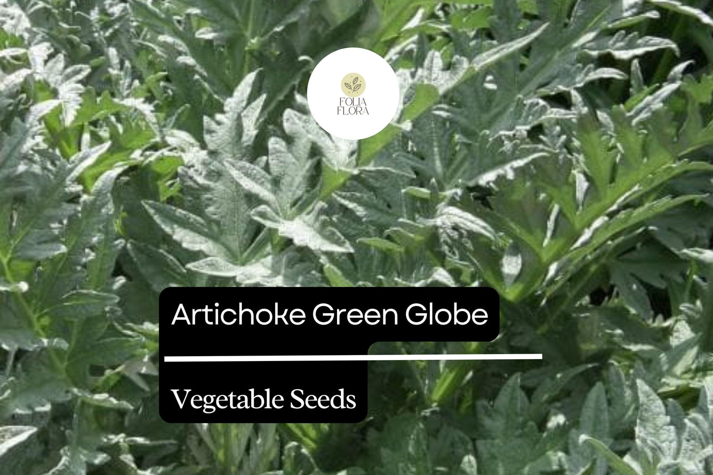 Artichoke Green Globe Seeds - 500mg Heirloom Variety (Cynara scolymus) - Easy to Grow, Edible Perennial Vegetable Plant Seeds