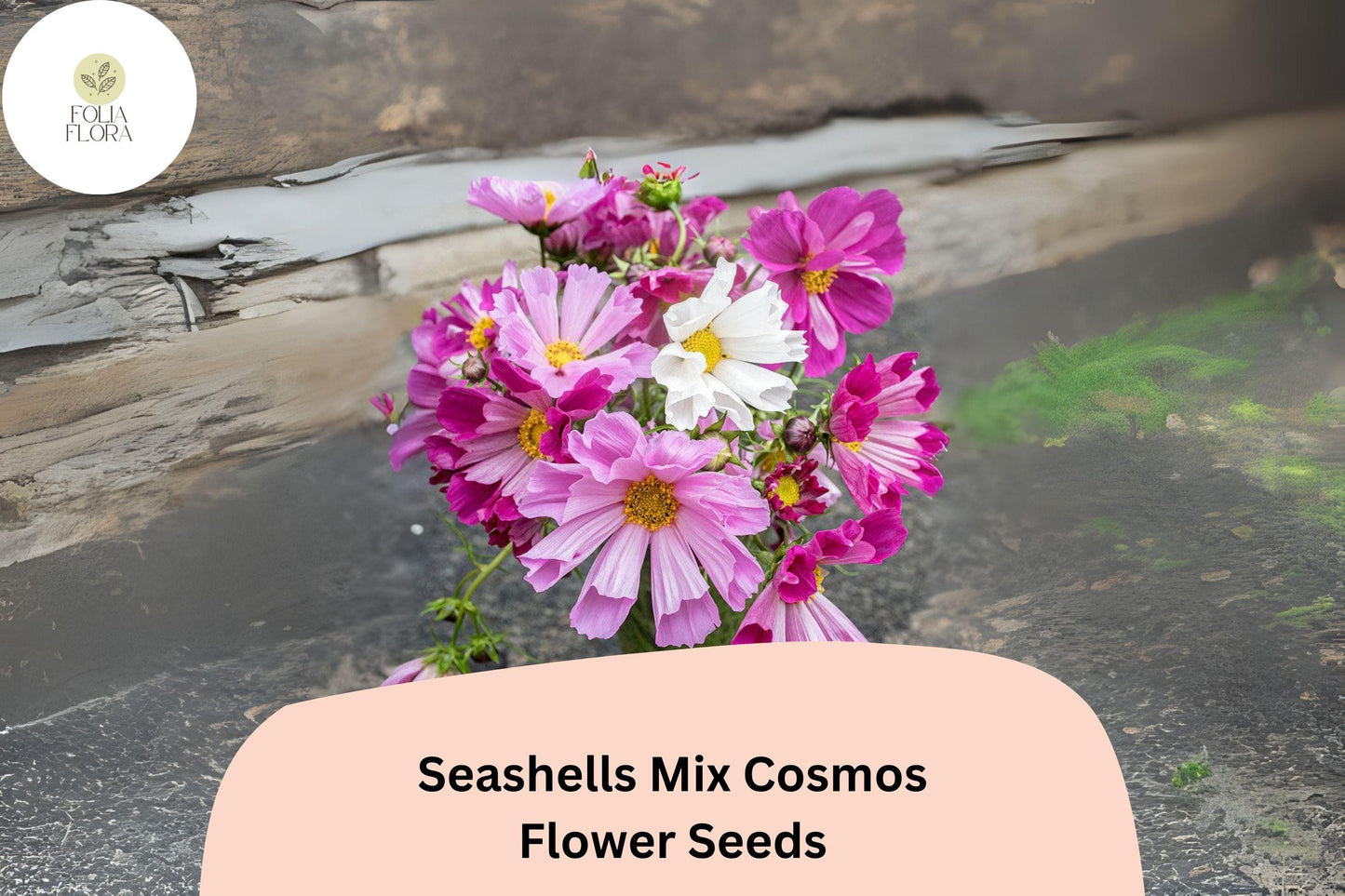 200+ Seashells Mix Cosmos Seeds | Cosmos Bipinnatus Unique Fluted Petals | Annual Garden Flower Seeds for Planting