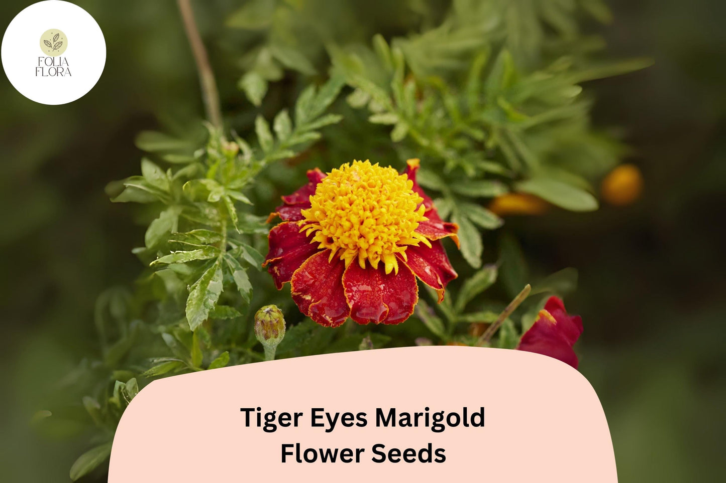 25+ Tiger Eyes Marigold Seeds | Tagetes patula | Striking Yellow-Red Blooms | Easy Annual Garden Planting | Pollinator-Friendly