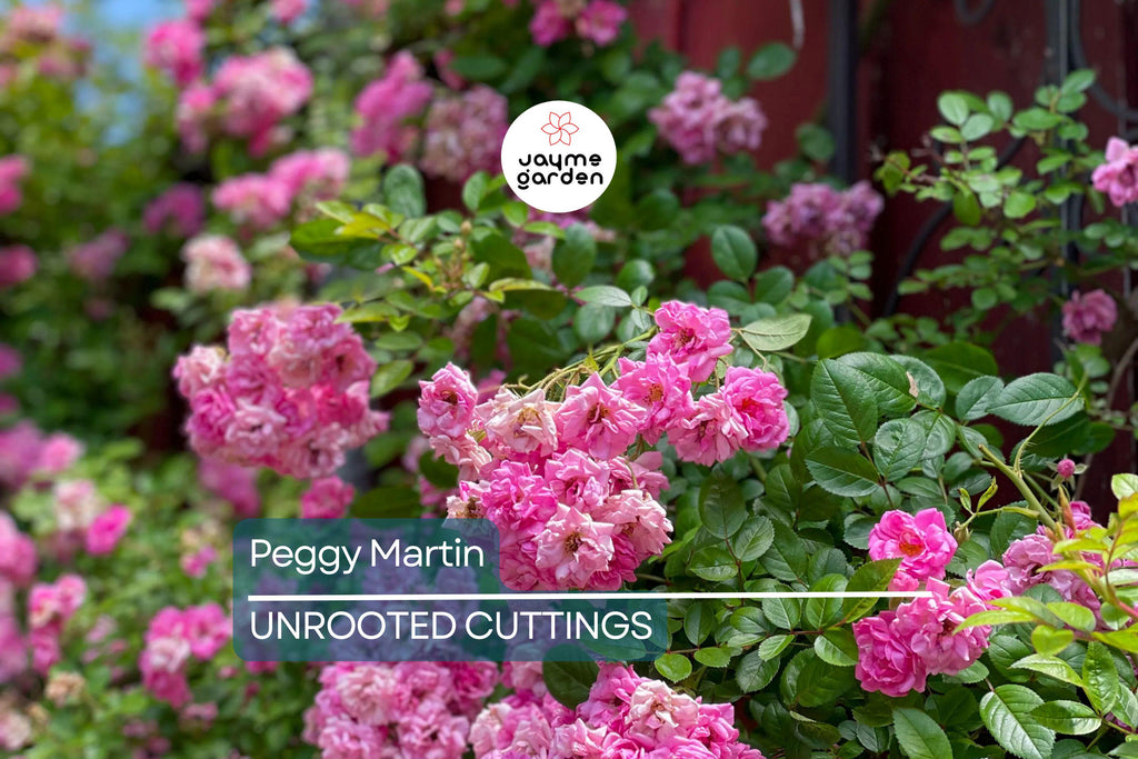 Peggy Martin Rose | 5 Unrooted Cuttings (7-8") | Katrina Rose | Thornless and Fast Growing Climber | Rare & Hardy