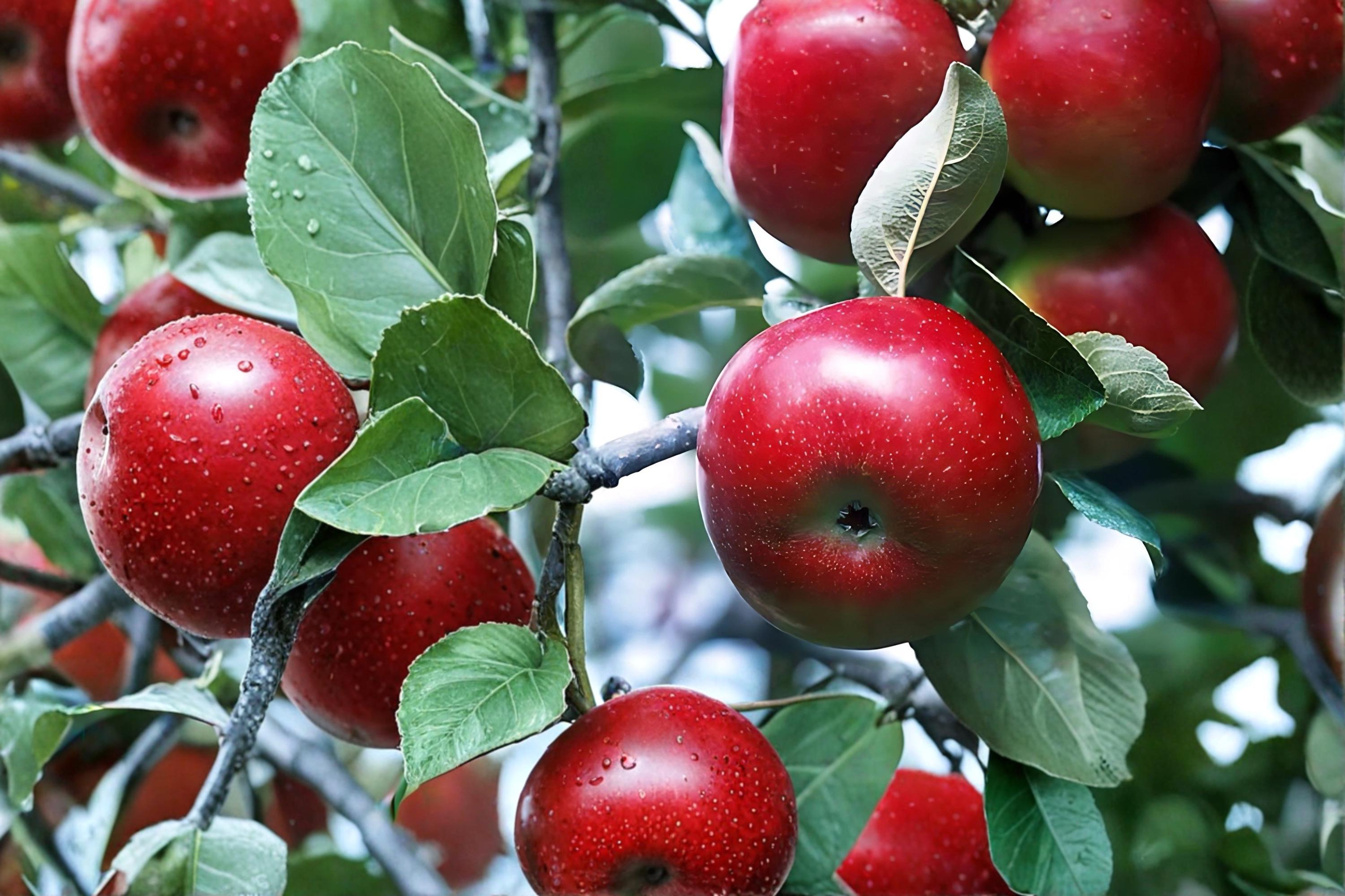 Red Delicious Apple Tree 1 Live Plant 2ft Tall (Malus domestica) Bare Root Apple Tree